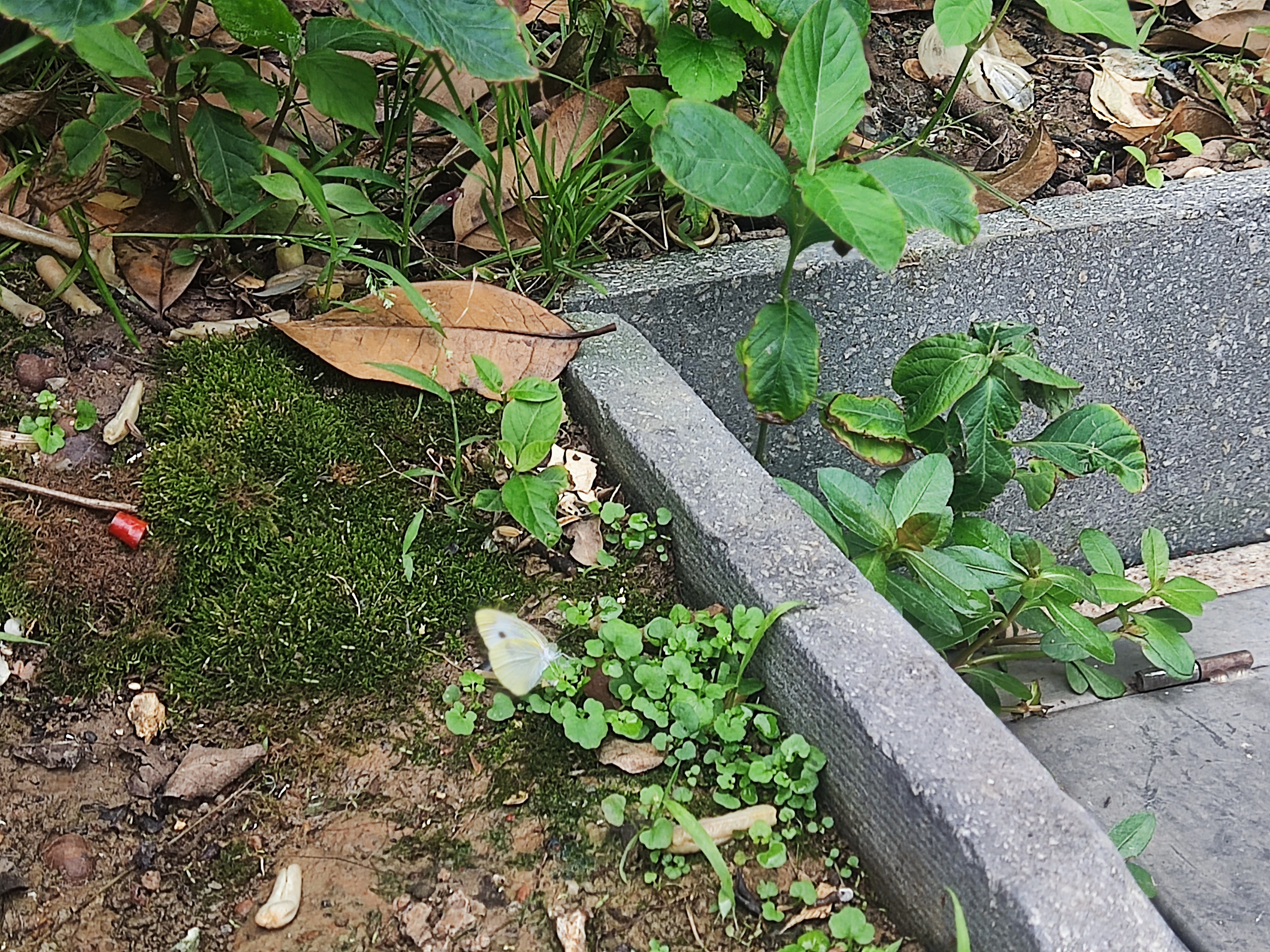 菜粉蝶