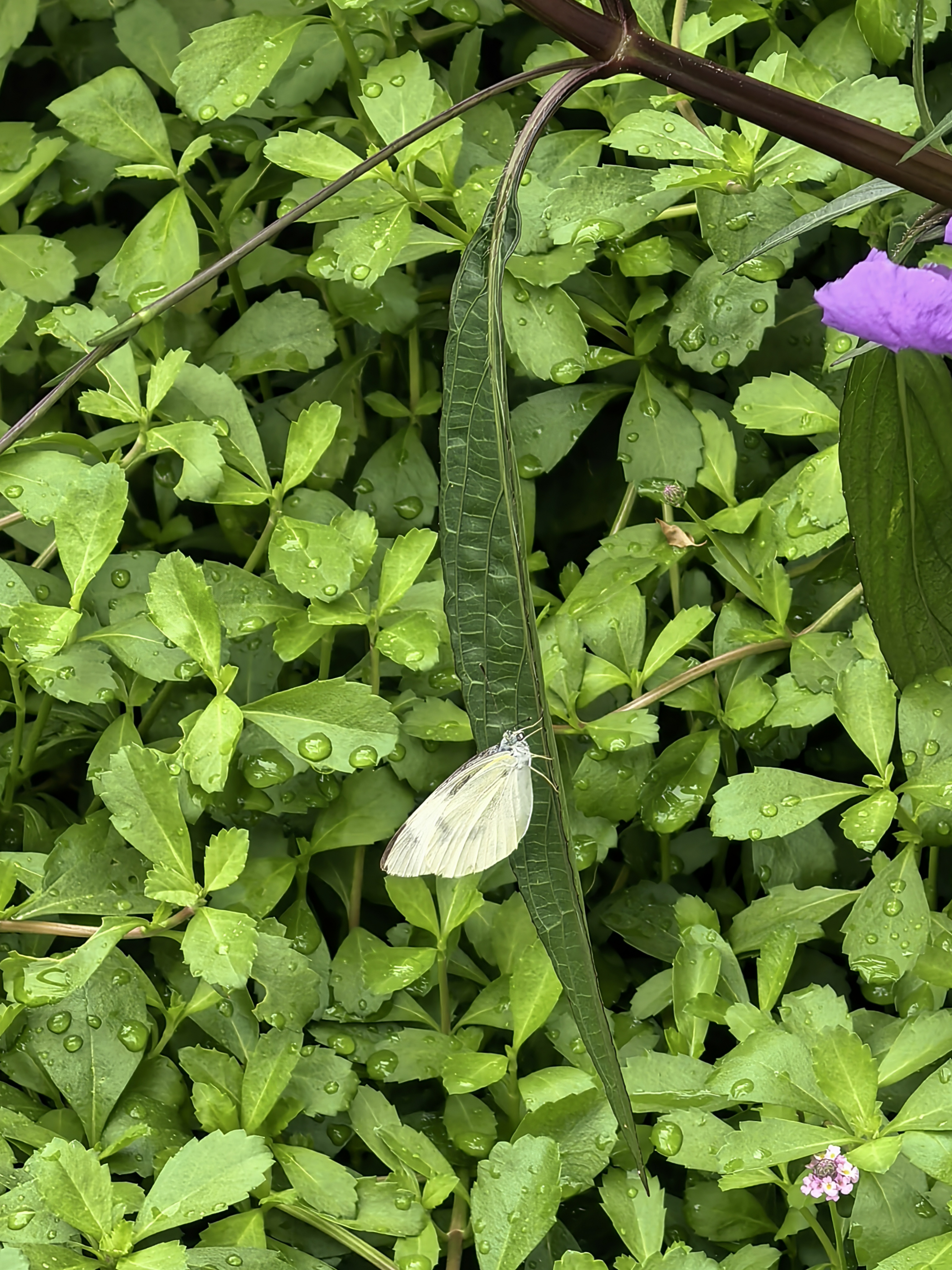 菜粉蝶