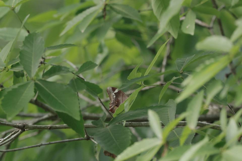 曲纹黛眼蝶
