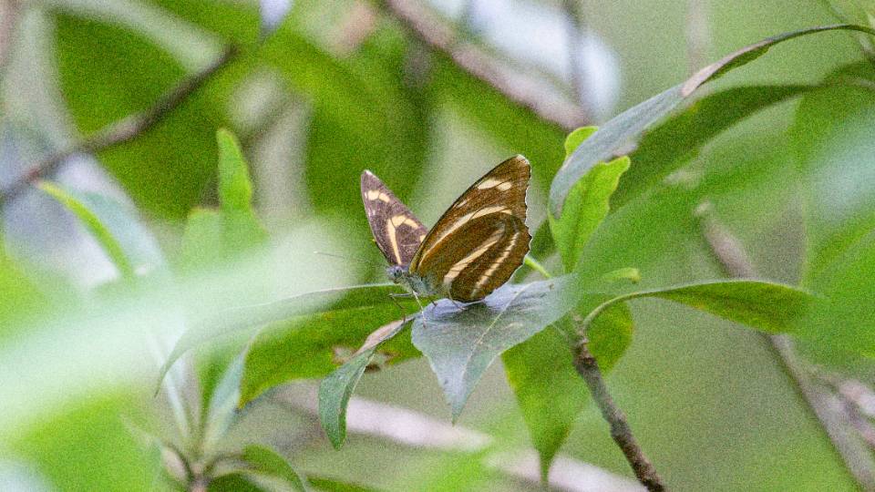 蔼菲蛱蝶