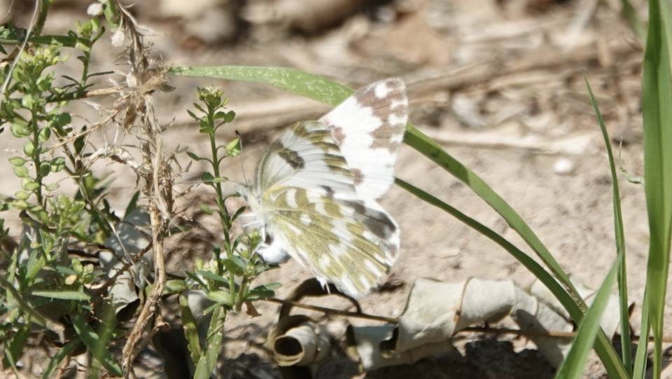 云粉蝶