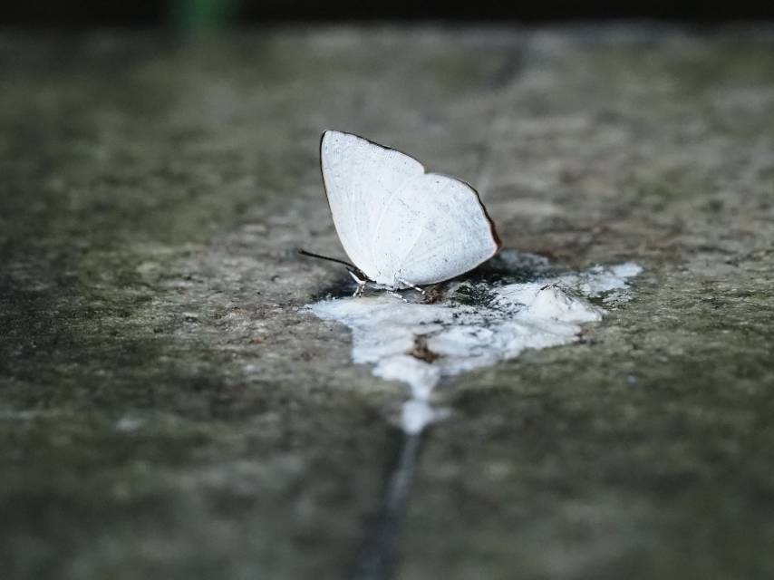 尖翅银灰蝶
