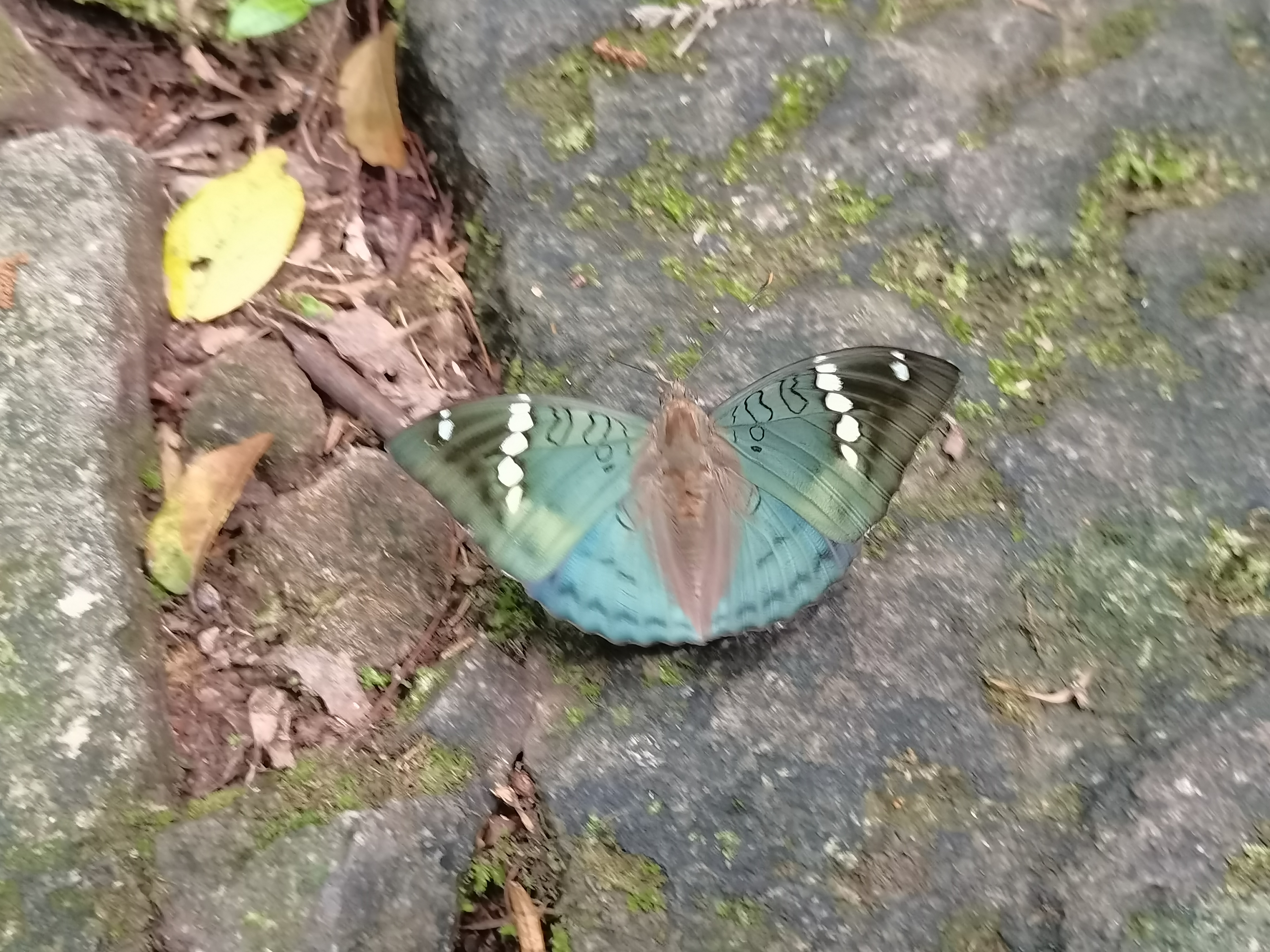 珀翠蛱蝶