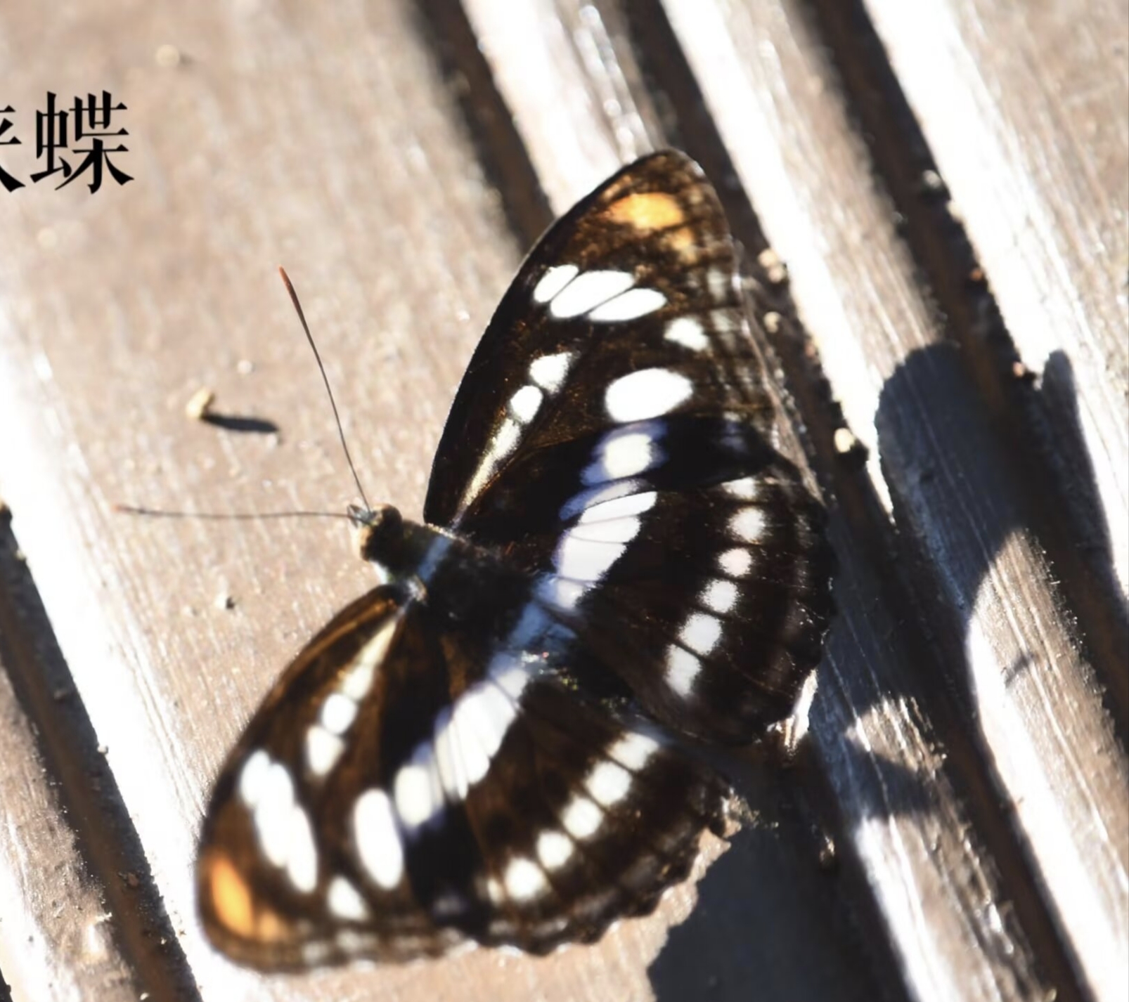 相思带蛱蝶