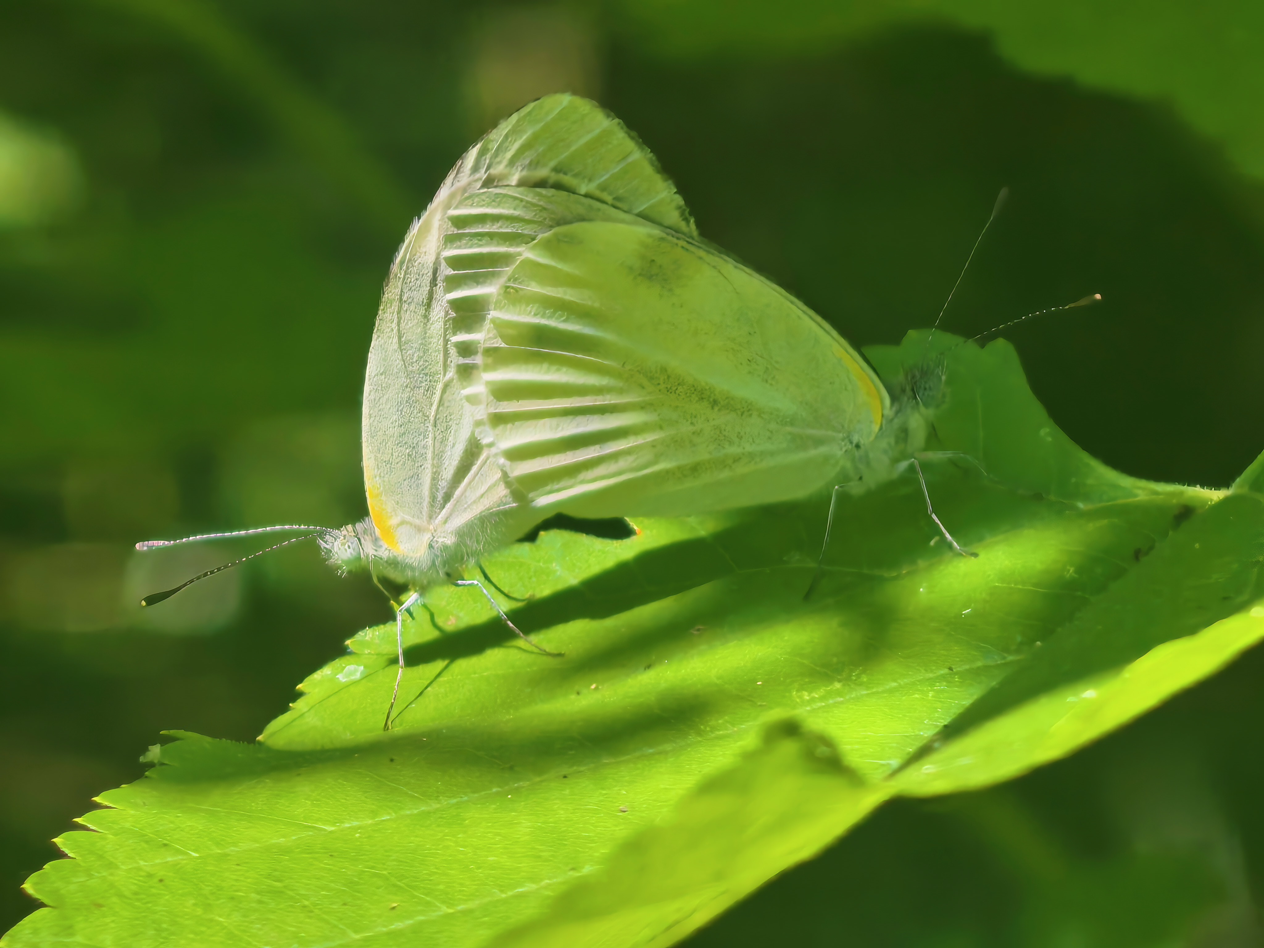 东方菜粉蝶