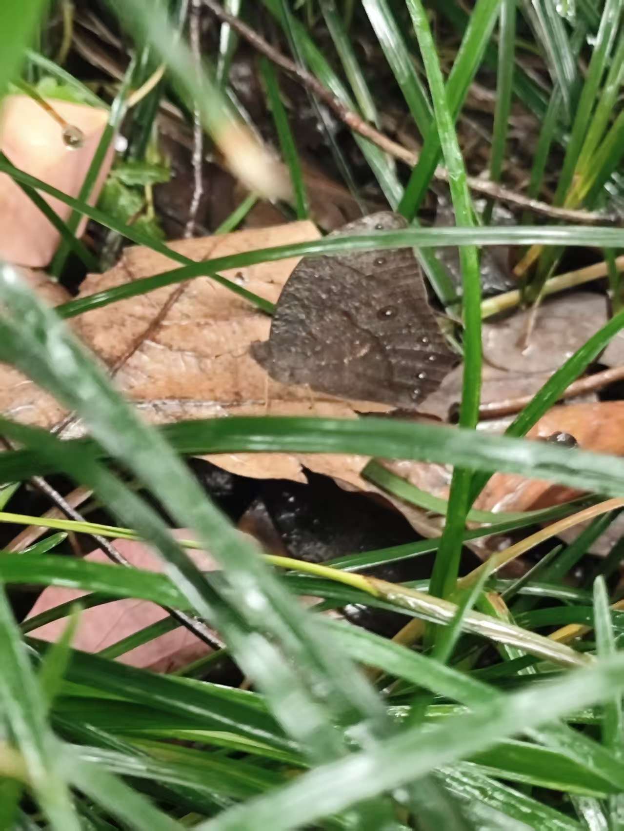 睇暮眼蝶