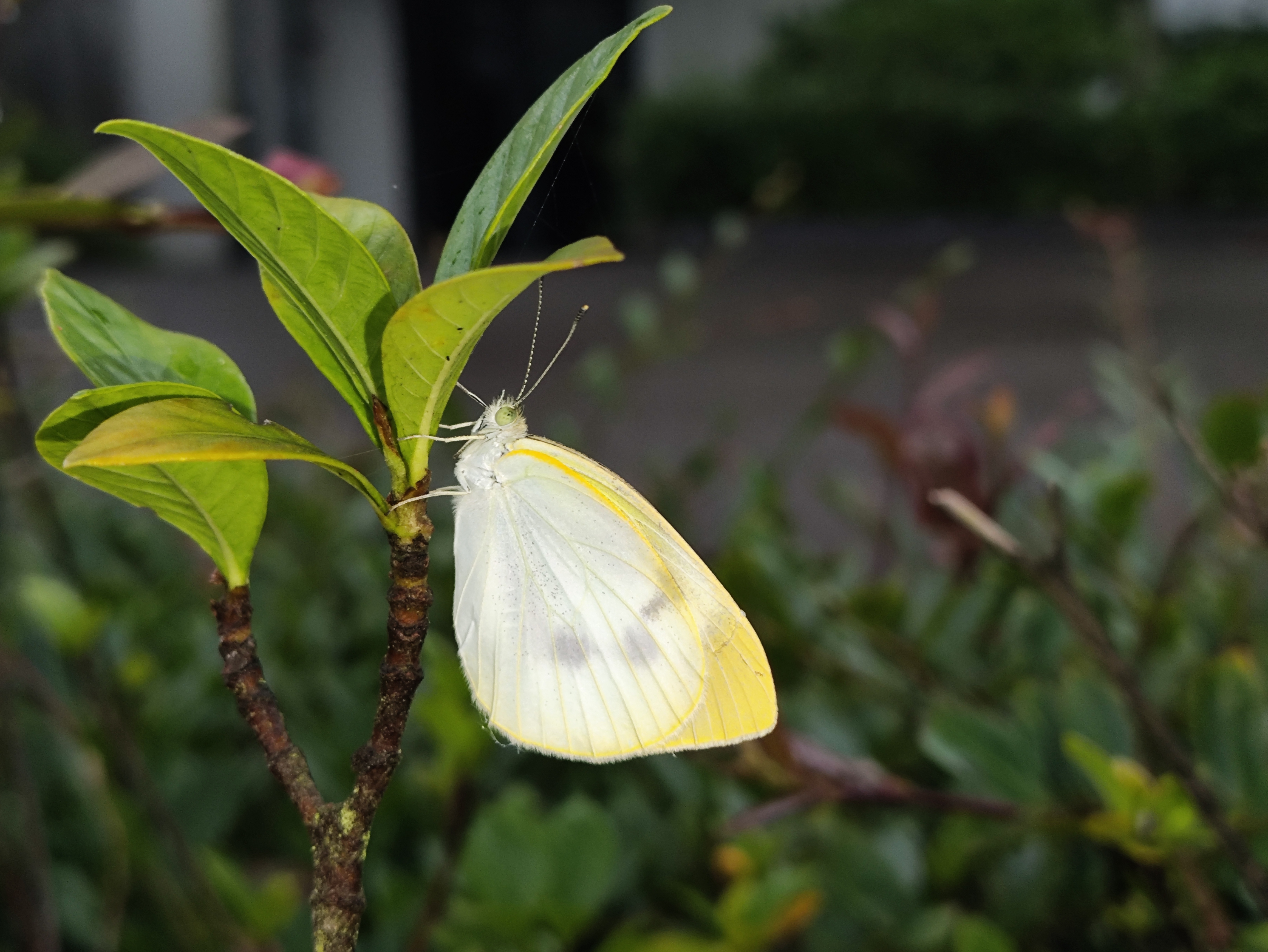 菜粉蝶