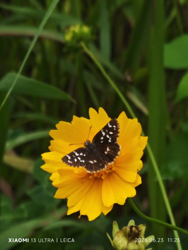 花弄蝶