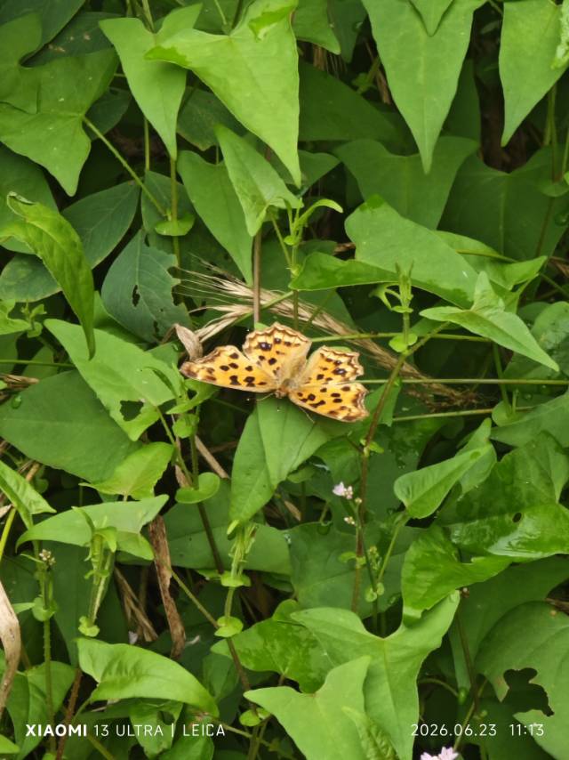黄钩蛱蝶