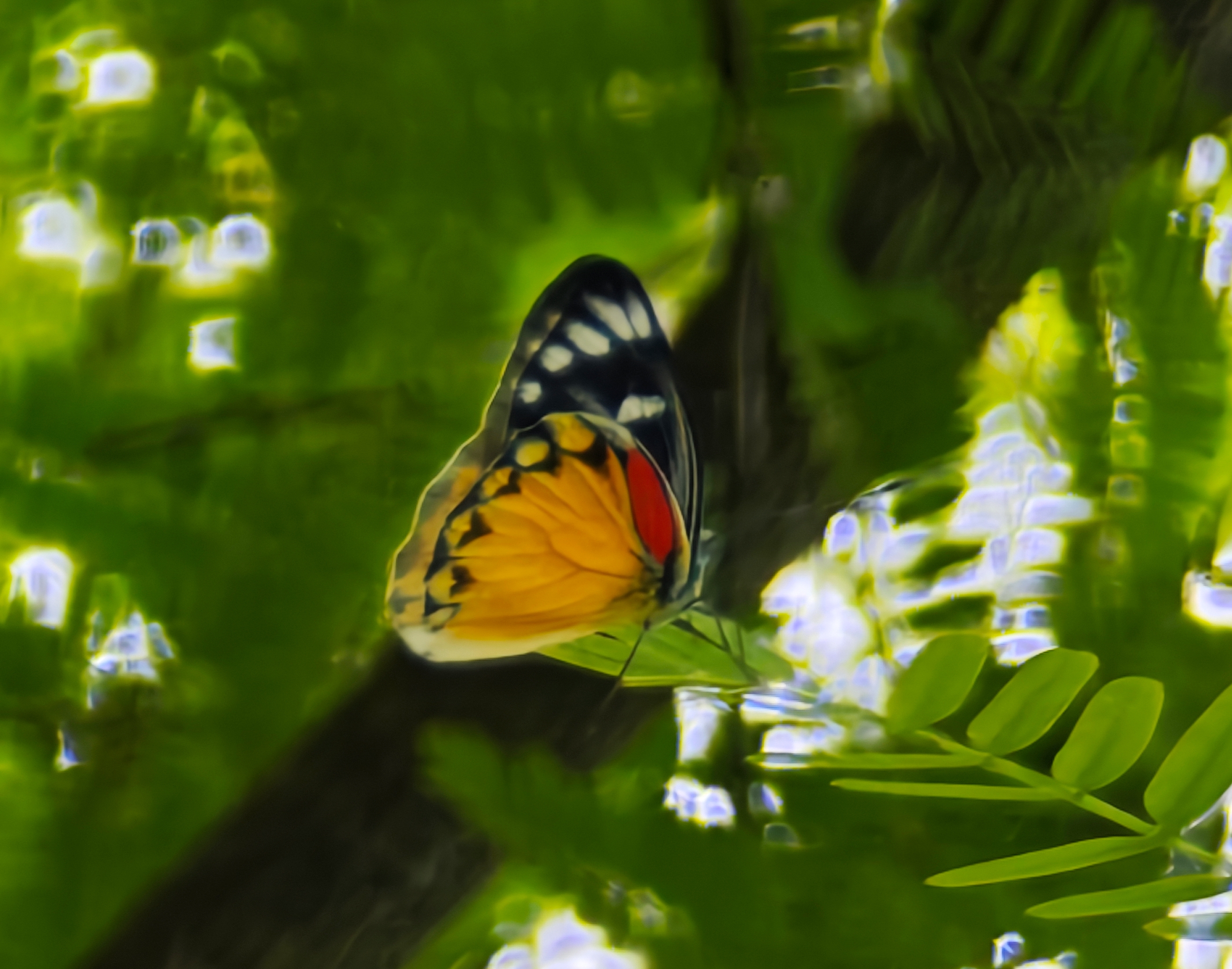红肩斑粉蝶