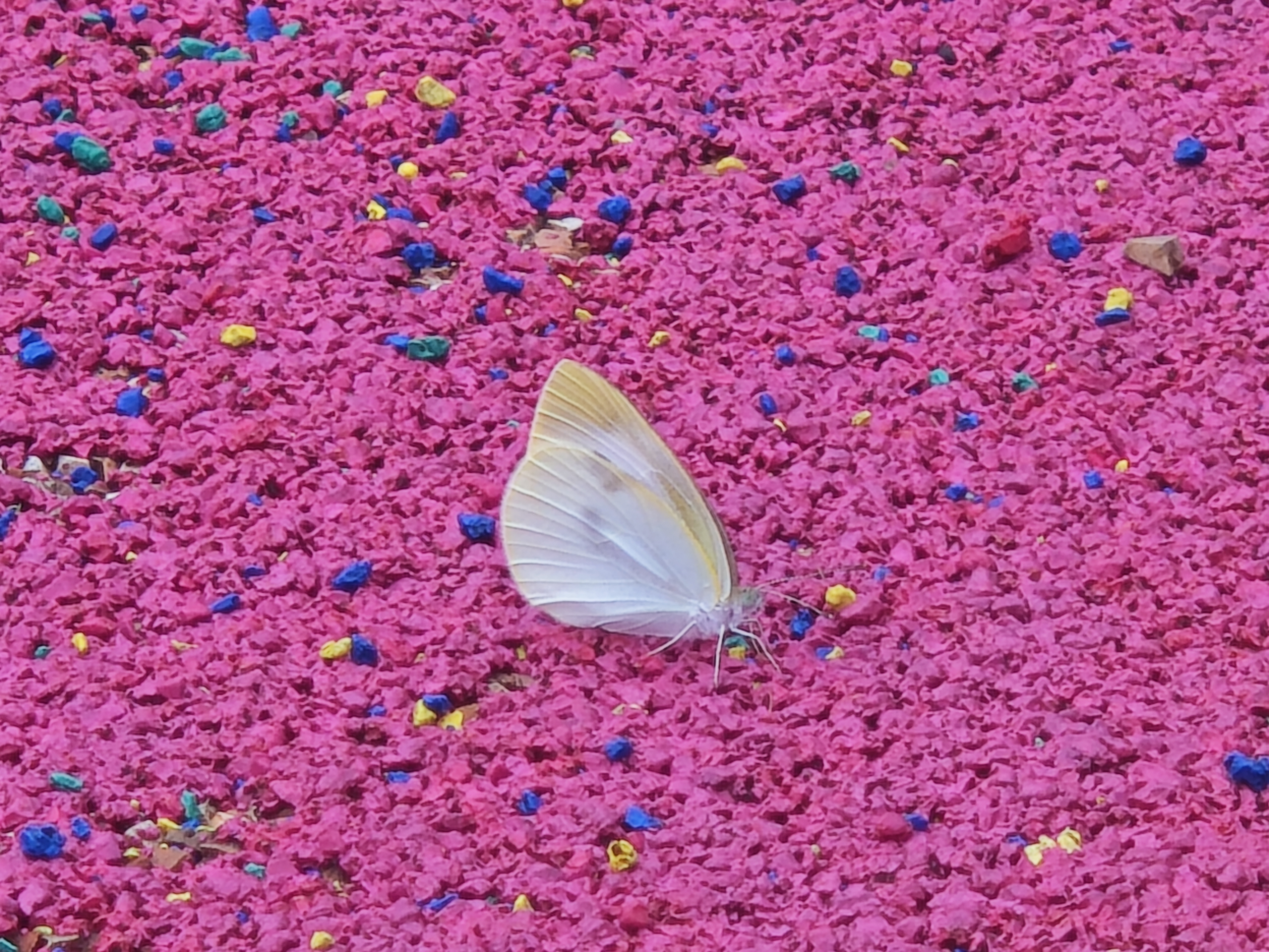 菜粉蝶