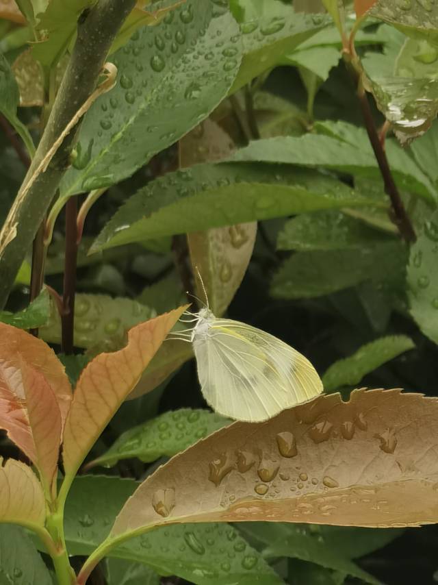 菜粉蝶