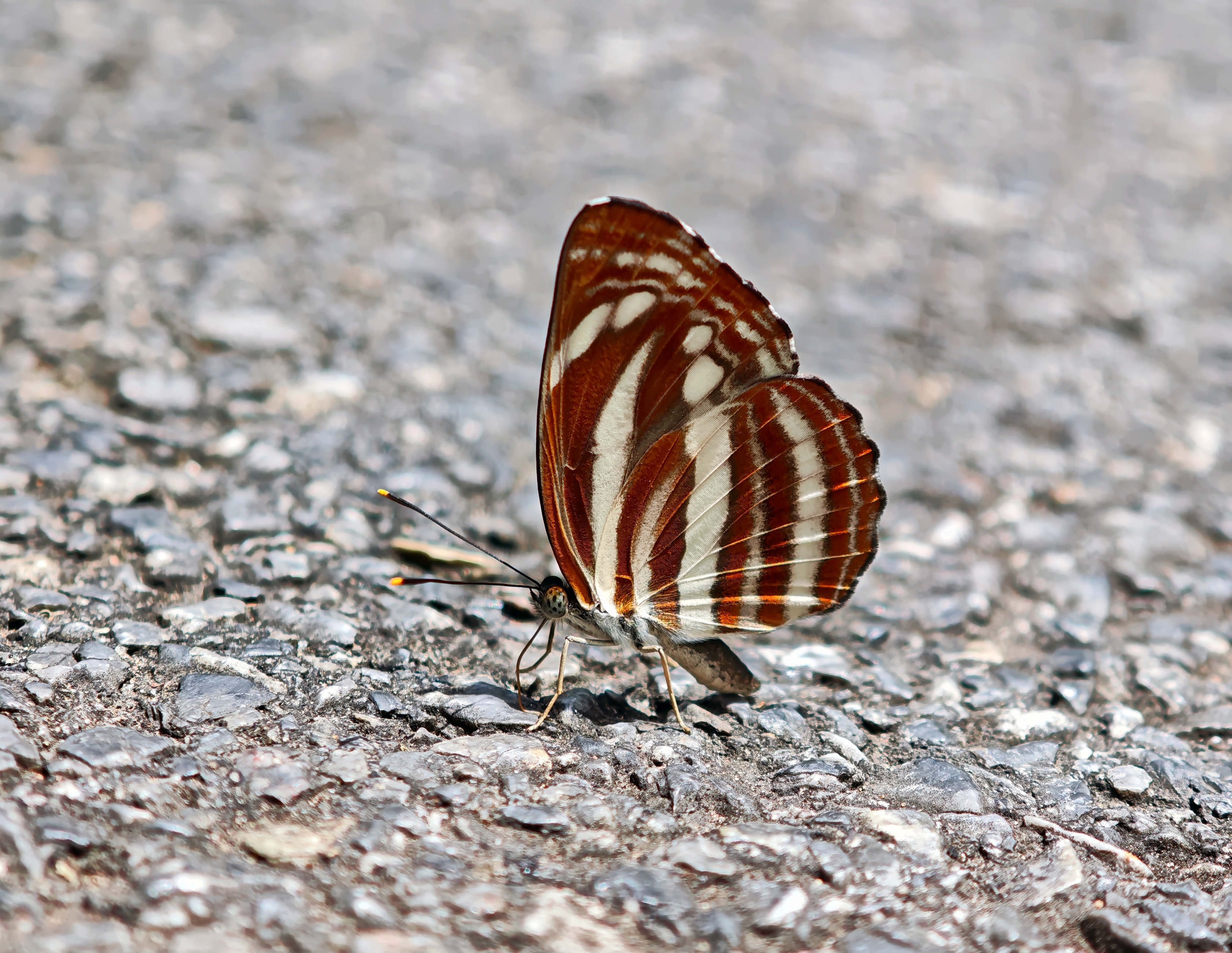 珂环蛱蝶