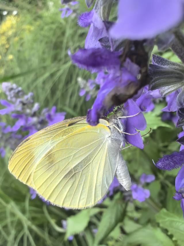 菜粉蝶