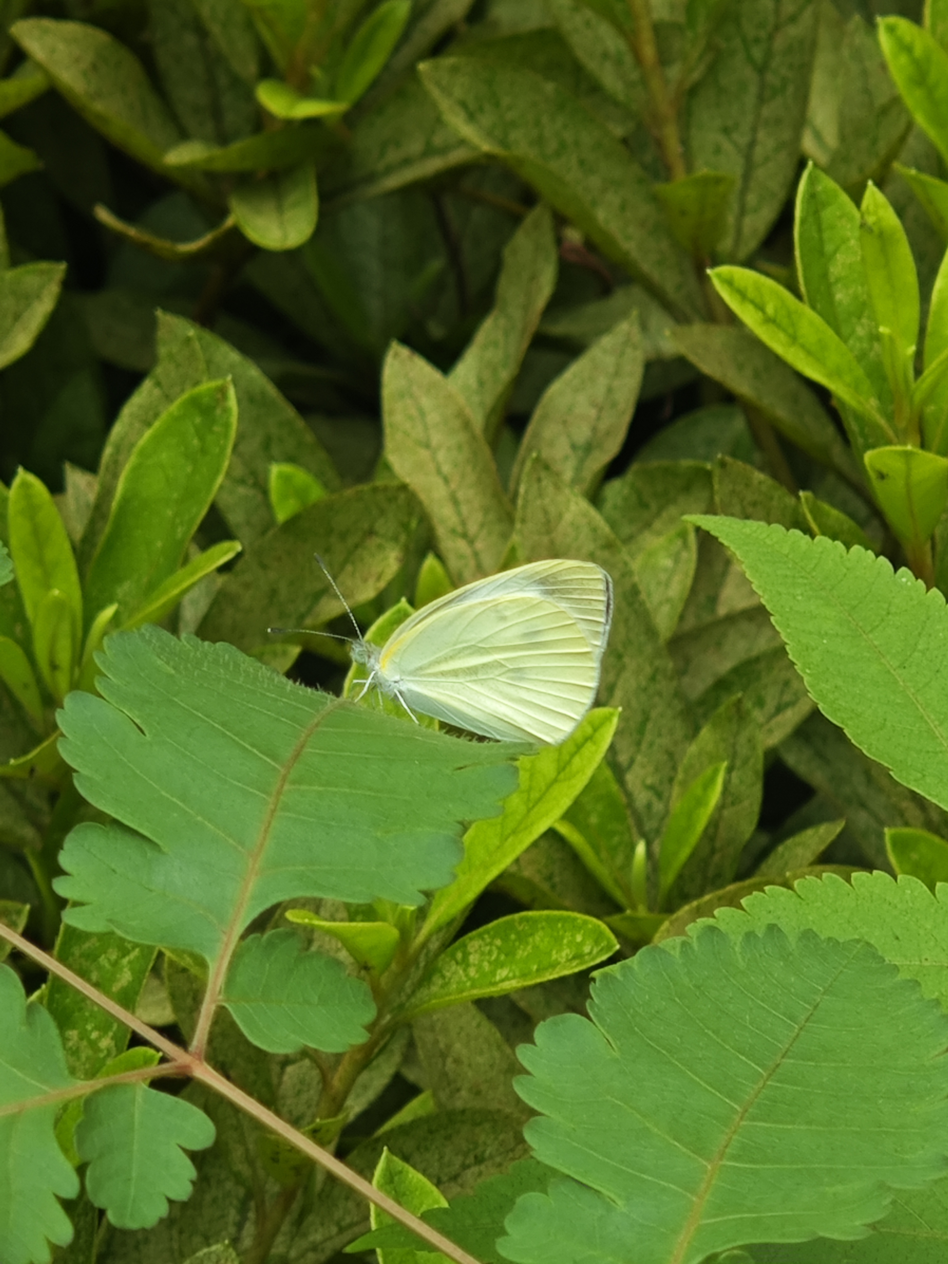 菜粉蝶