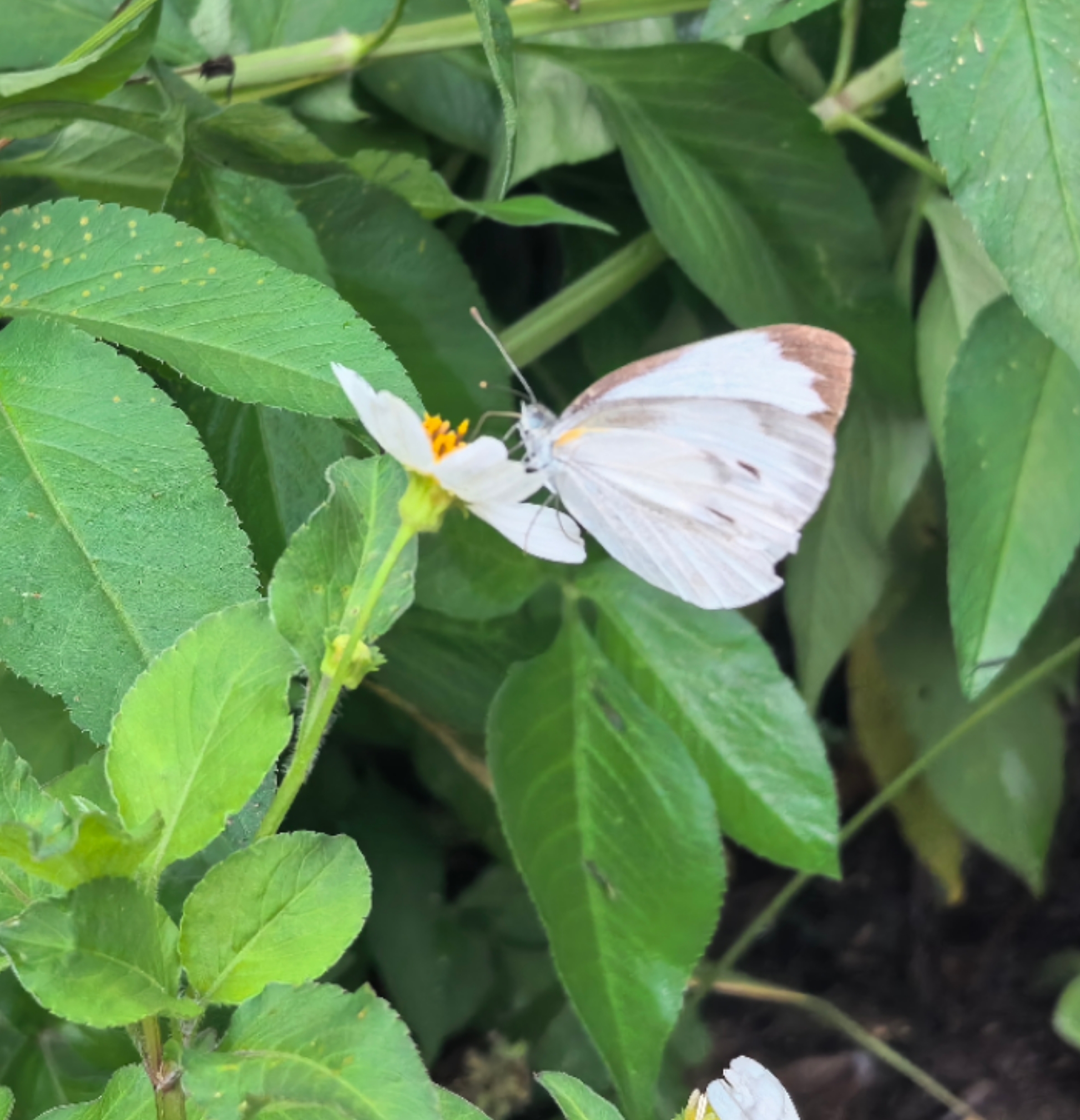 东方菜粉蝶