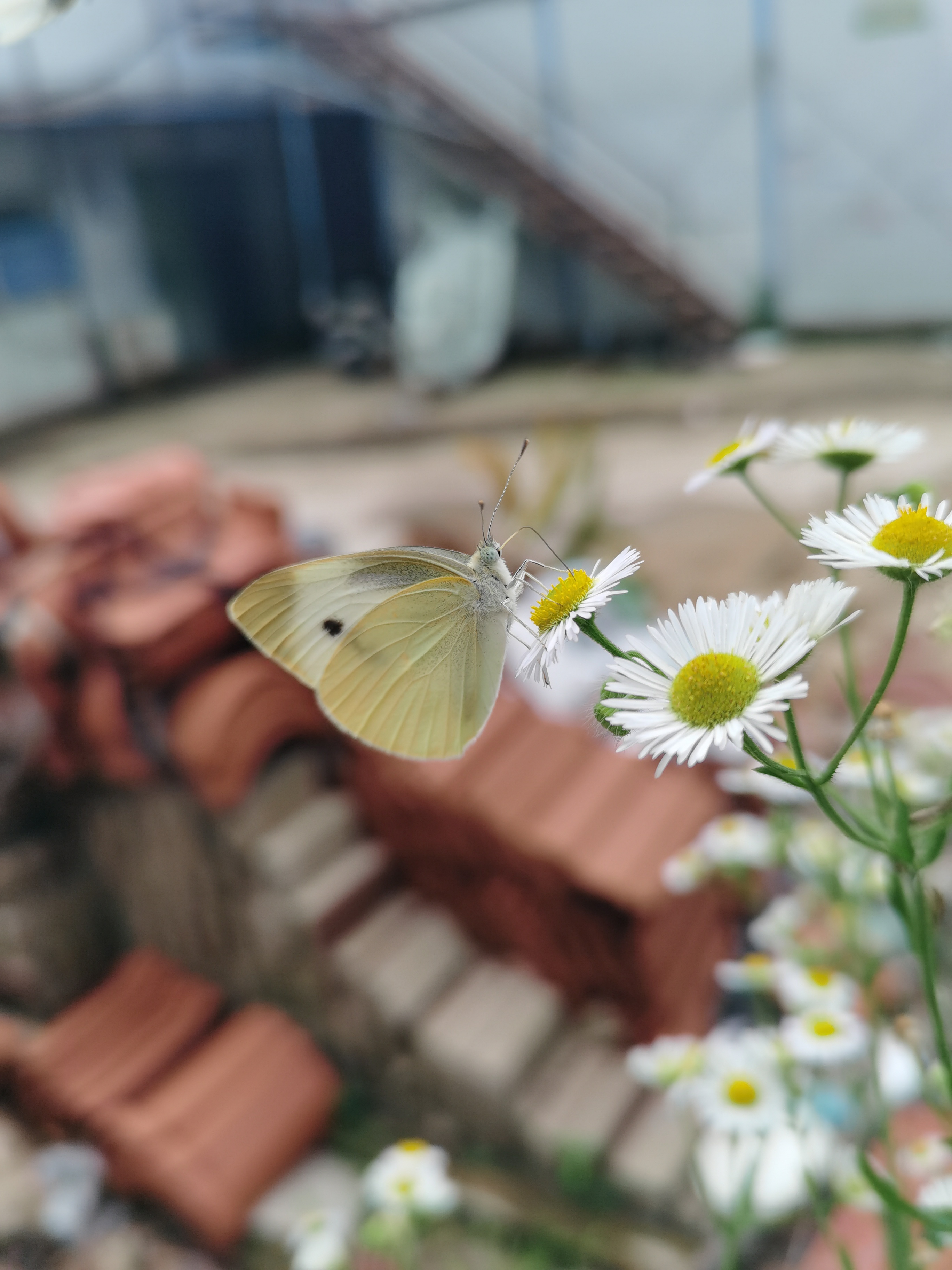 菜粉蝶