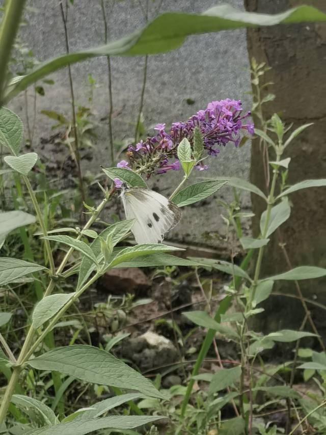 东方菜粉蝶