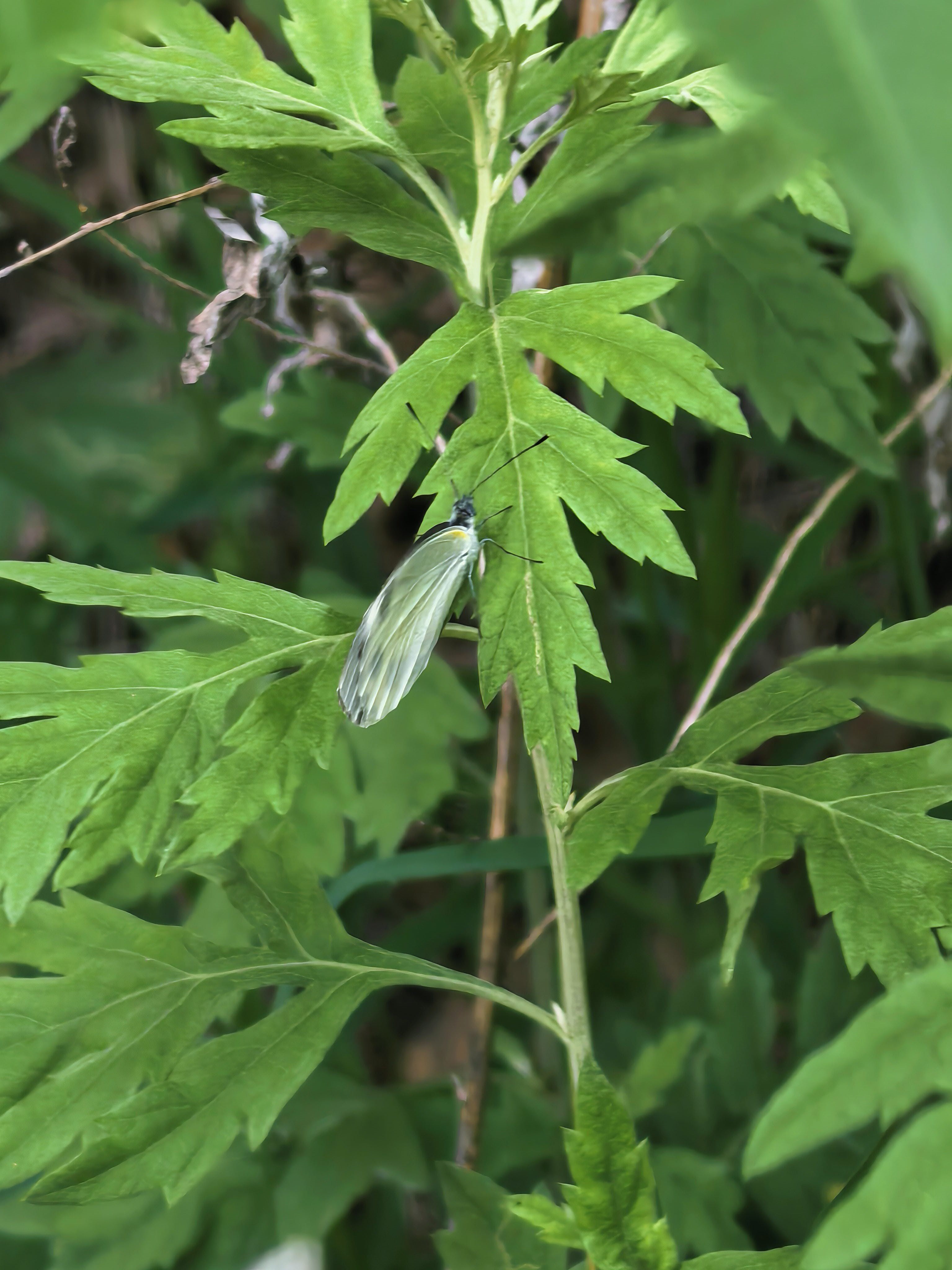 东方菜粉蝶
