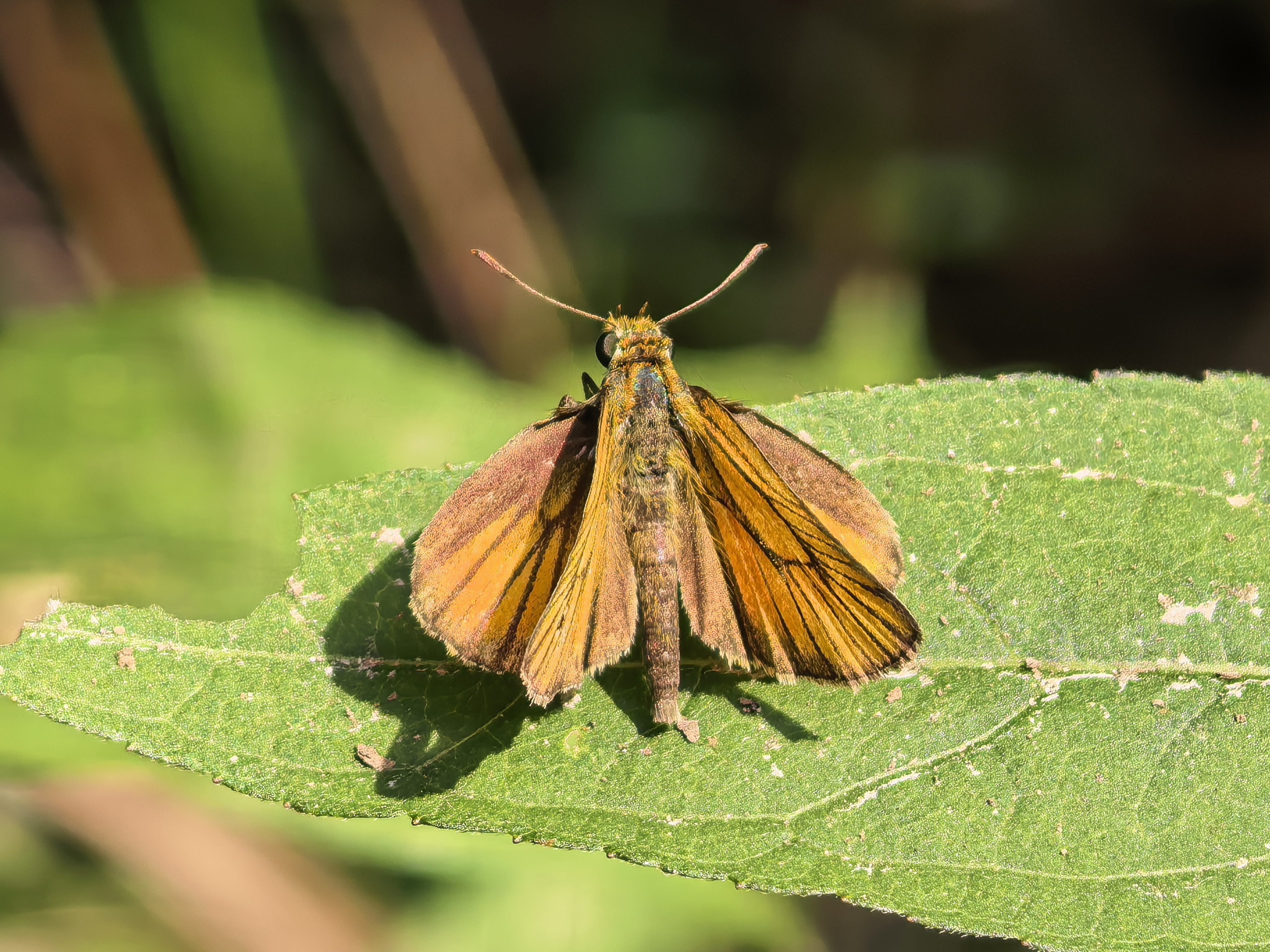 豹弄蝶