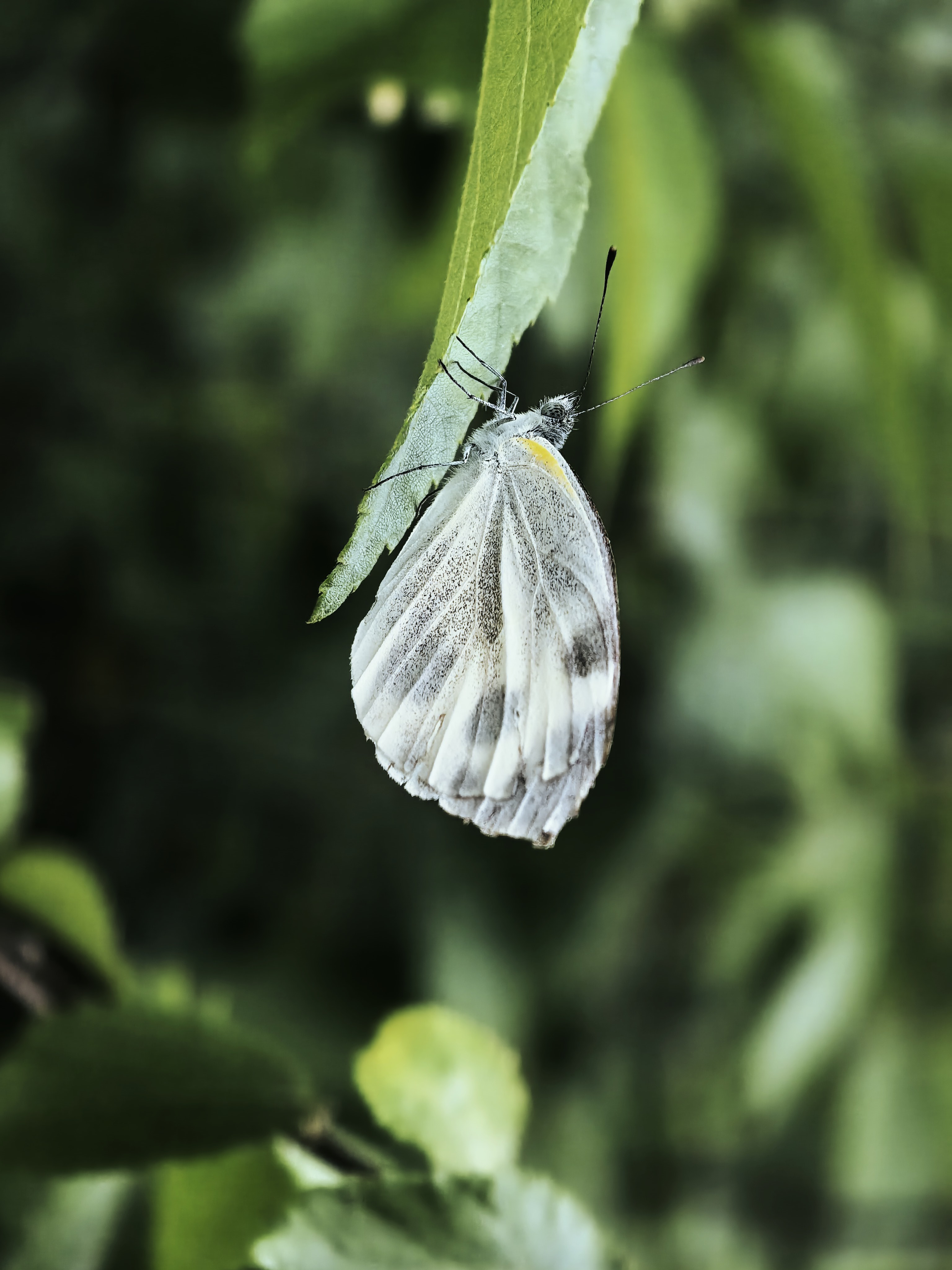 东方菜粉蝶