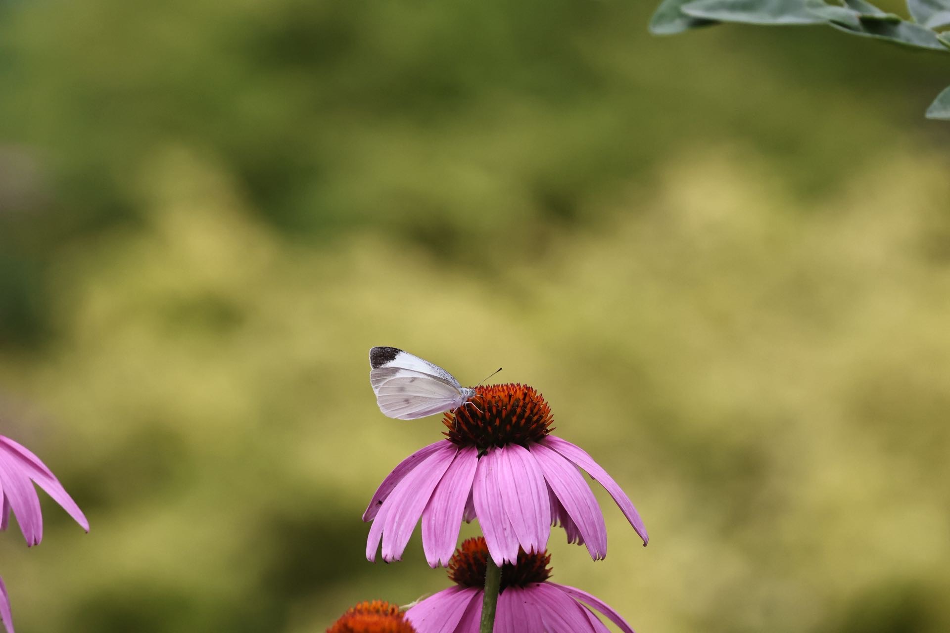 菜粉蝶