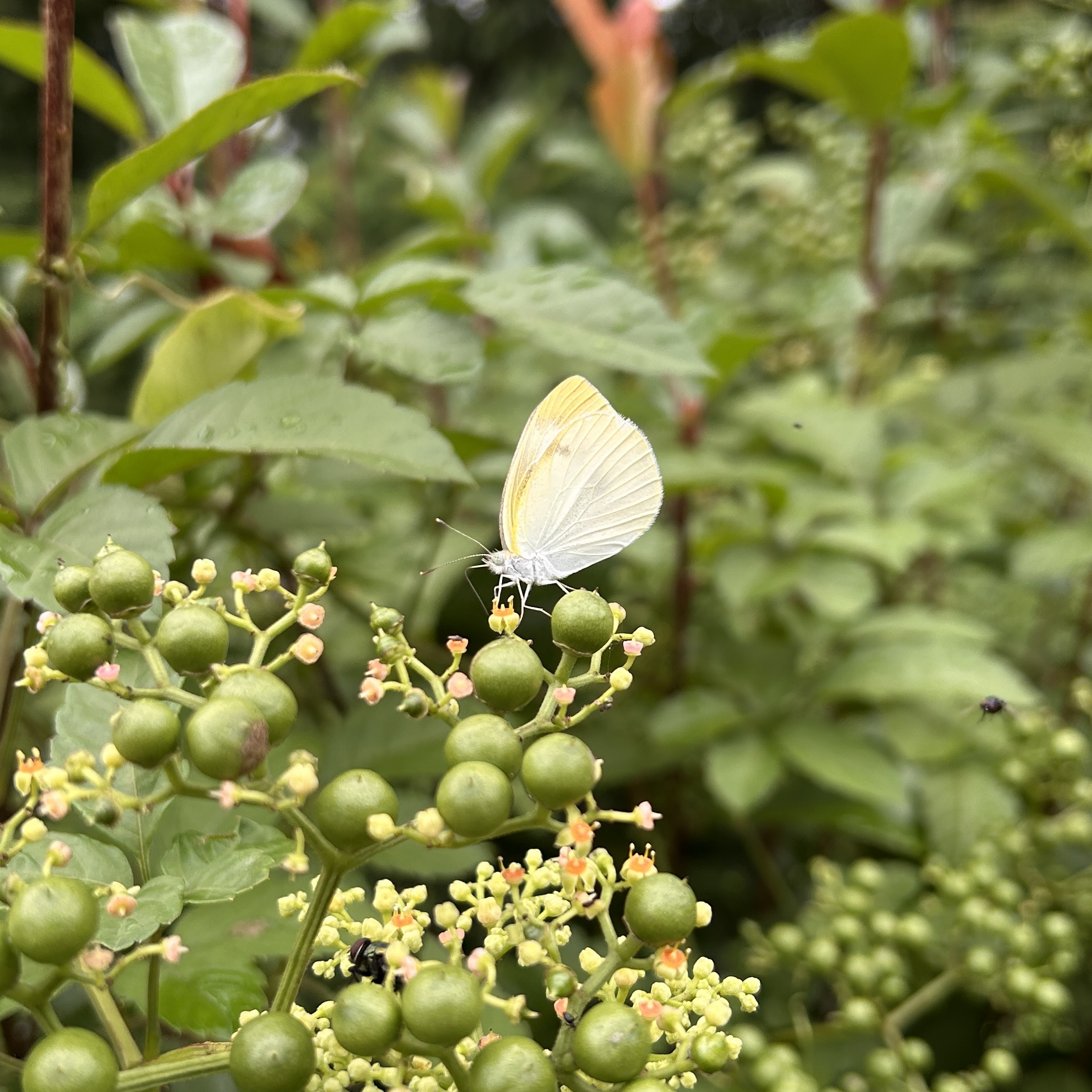 菜粉蝶