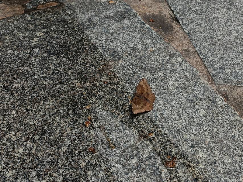 矛翠蛱蝶