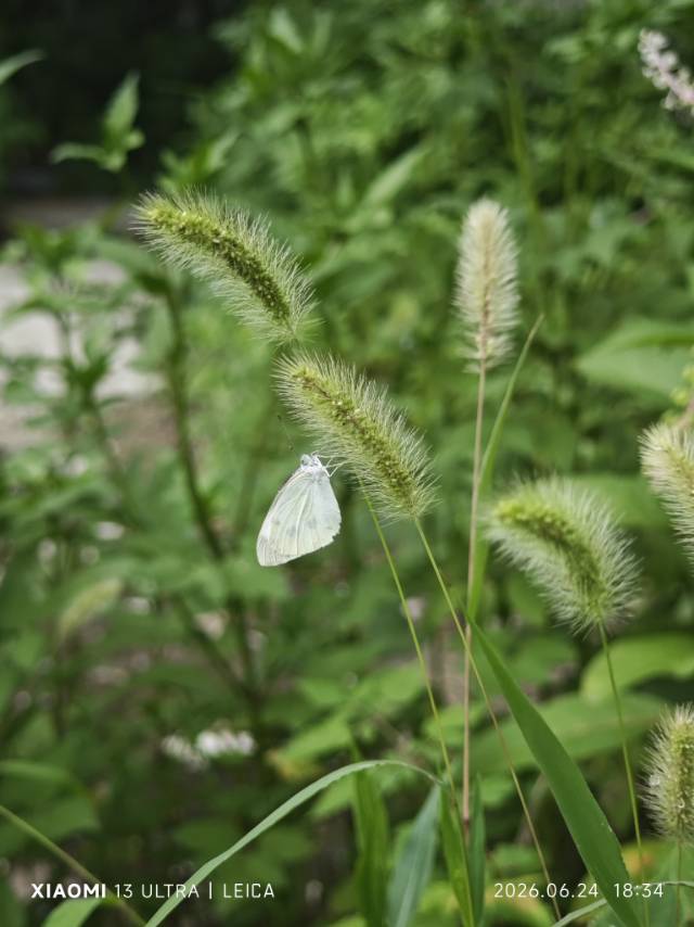 菜粉蝶