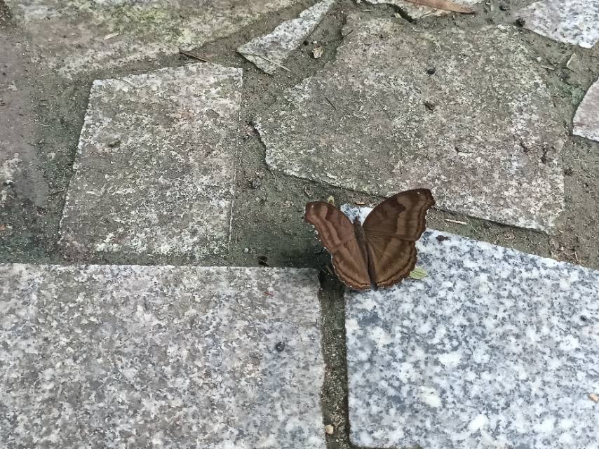 钩翅眼蛱蝶