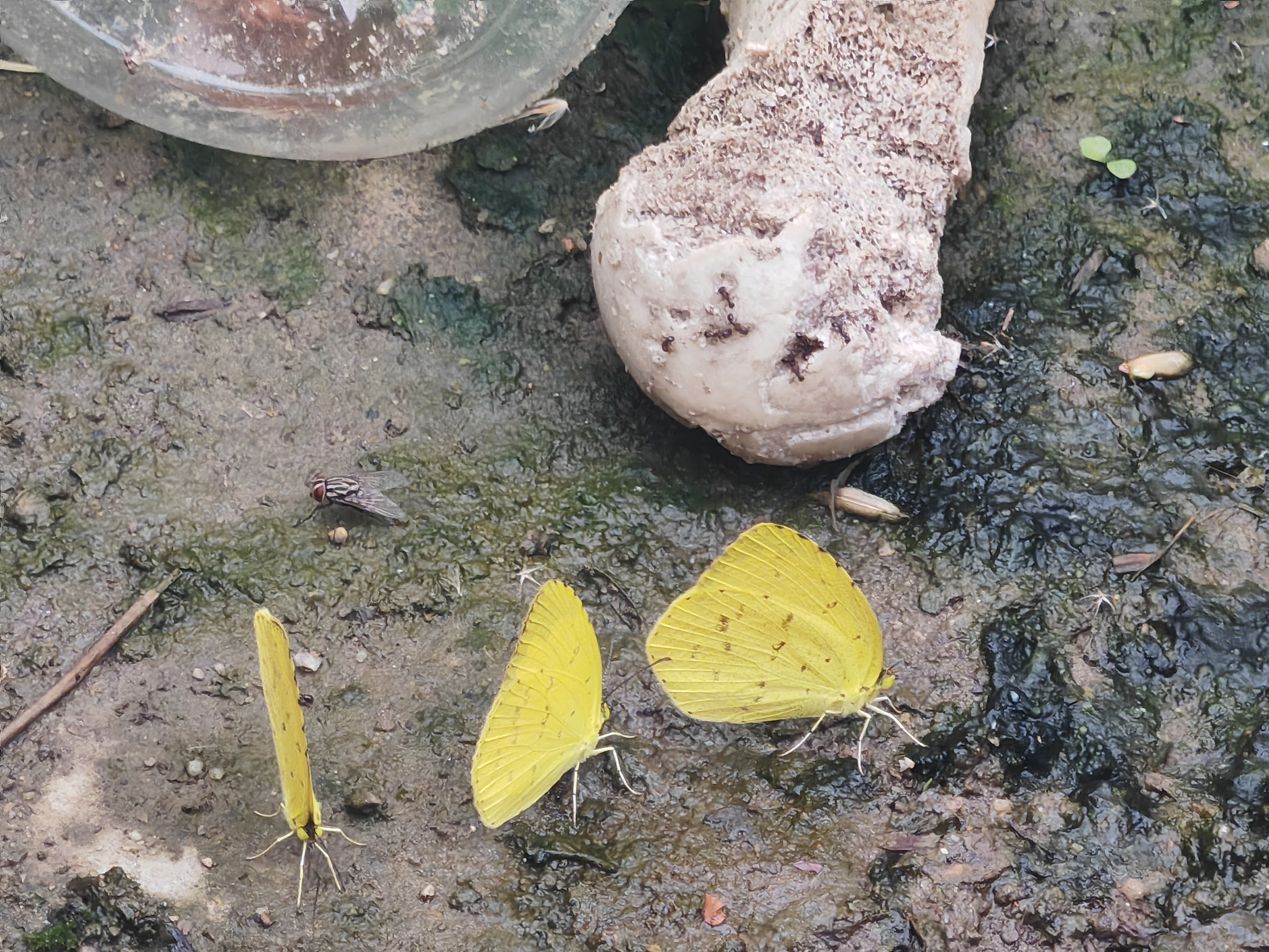 黄粉蝶属