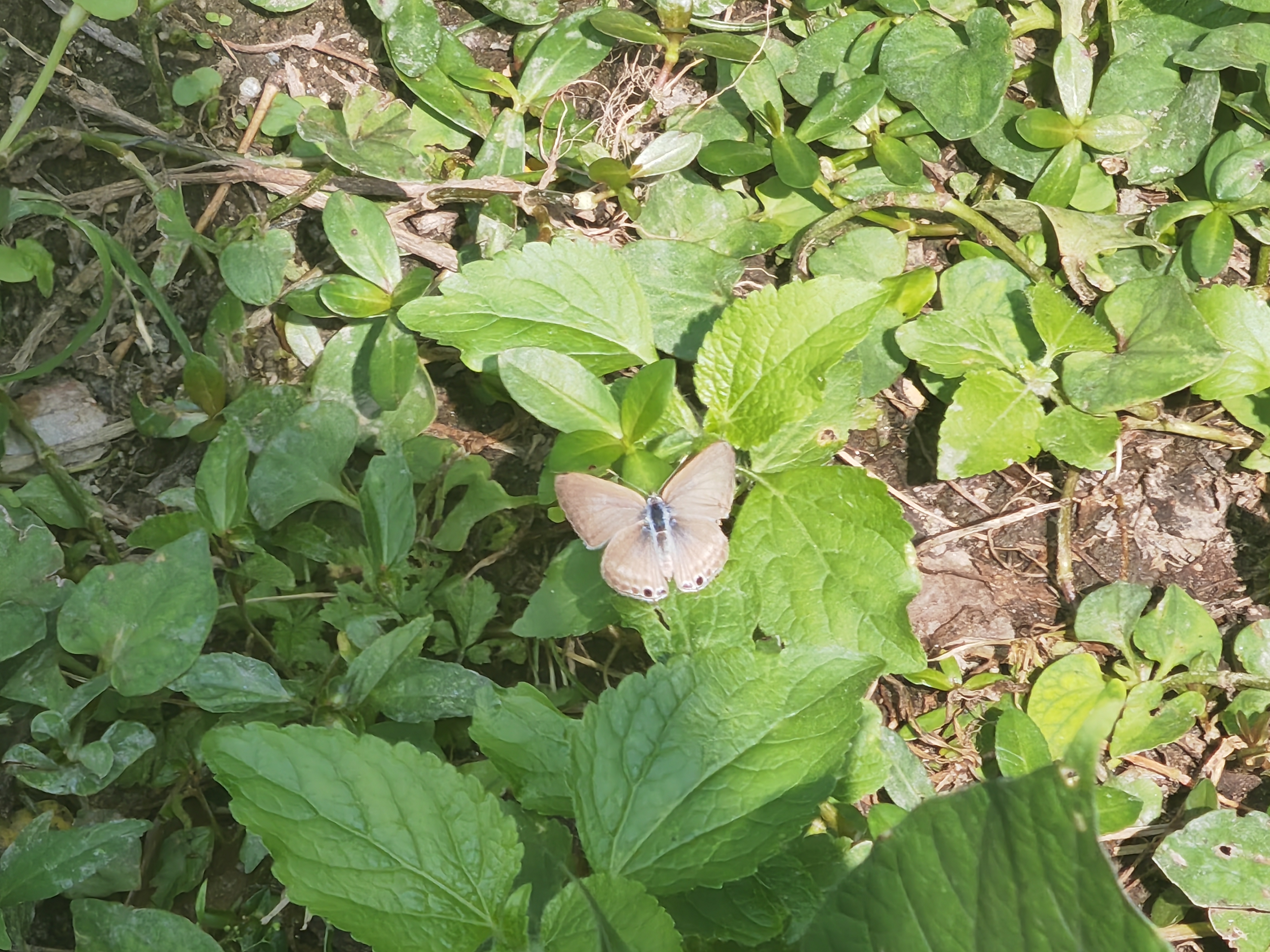 亮灰蝶
