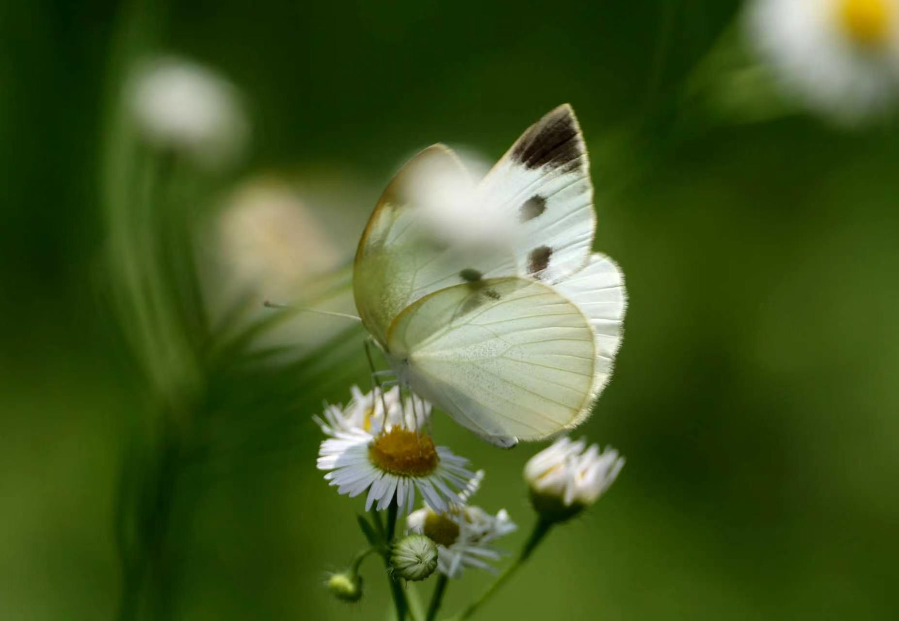 菜粉蝶