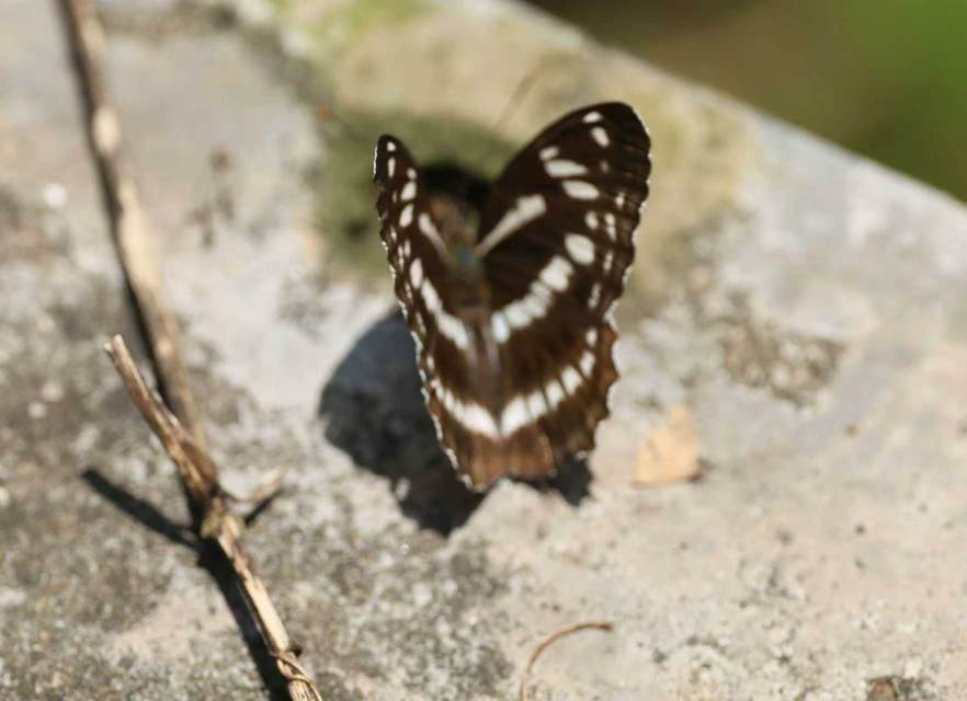 残锷线蛱蝶