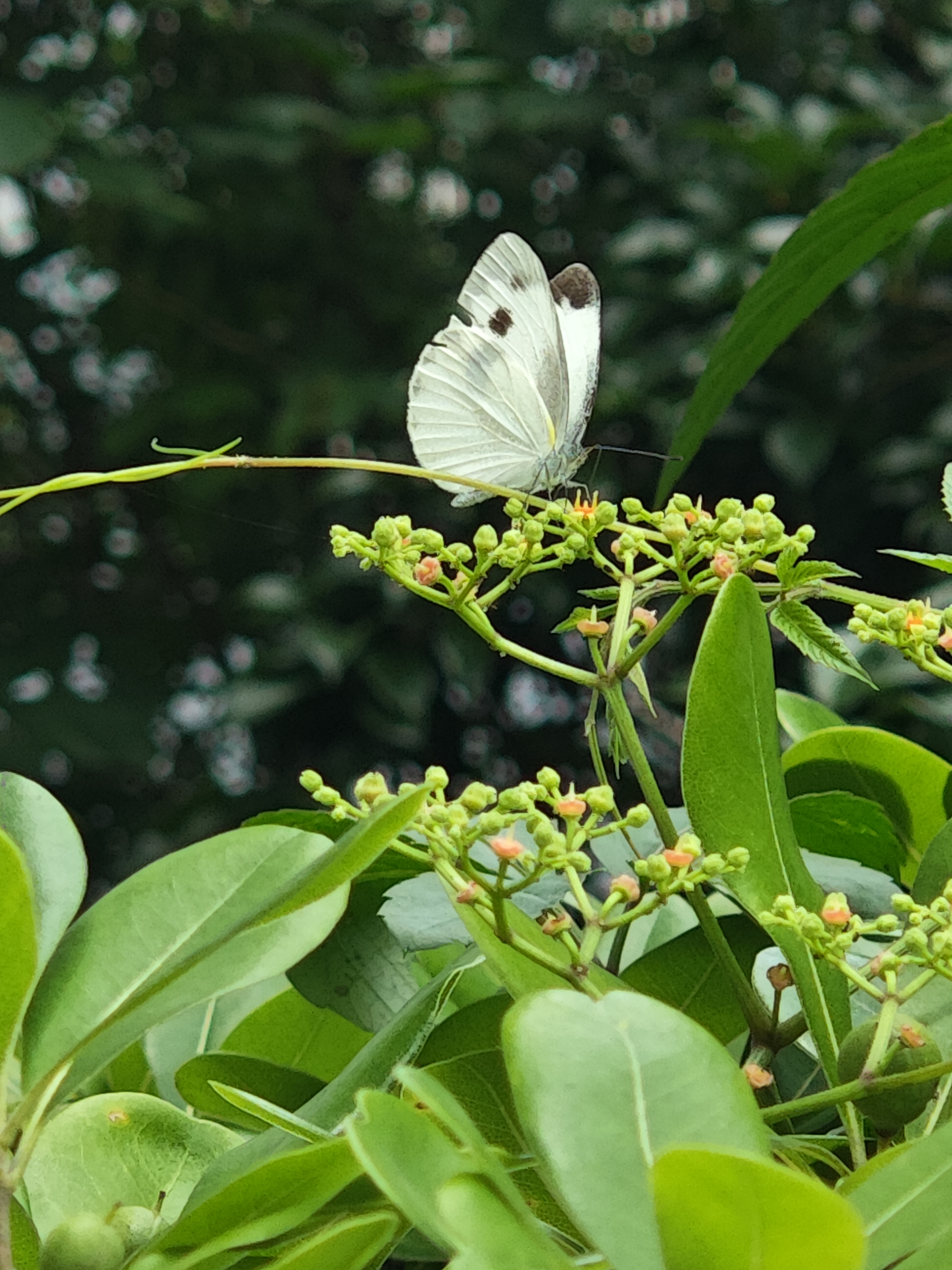 东方菜粉蝶