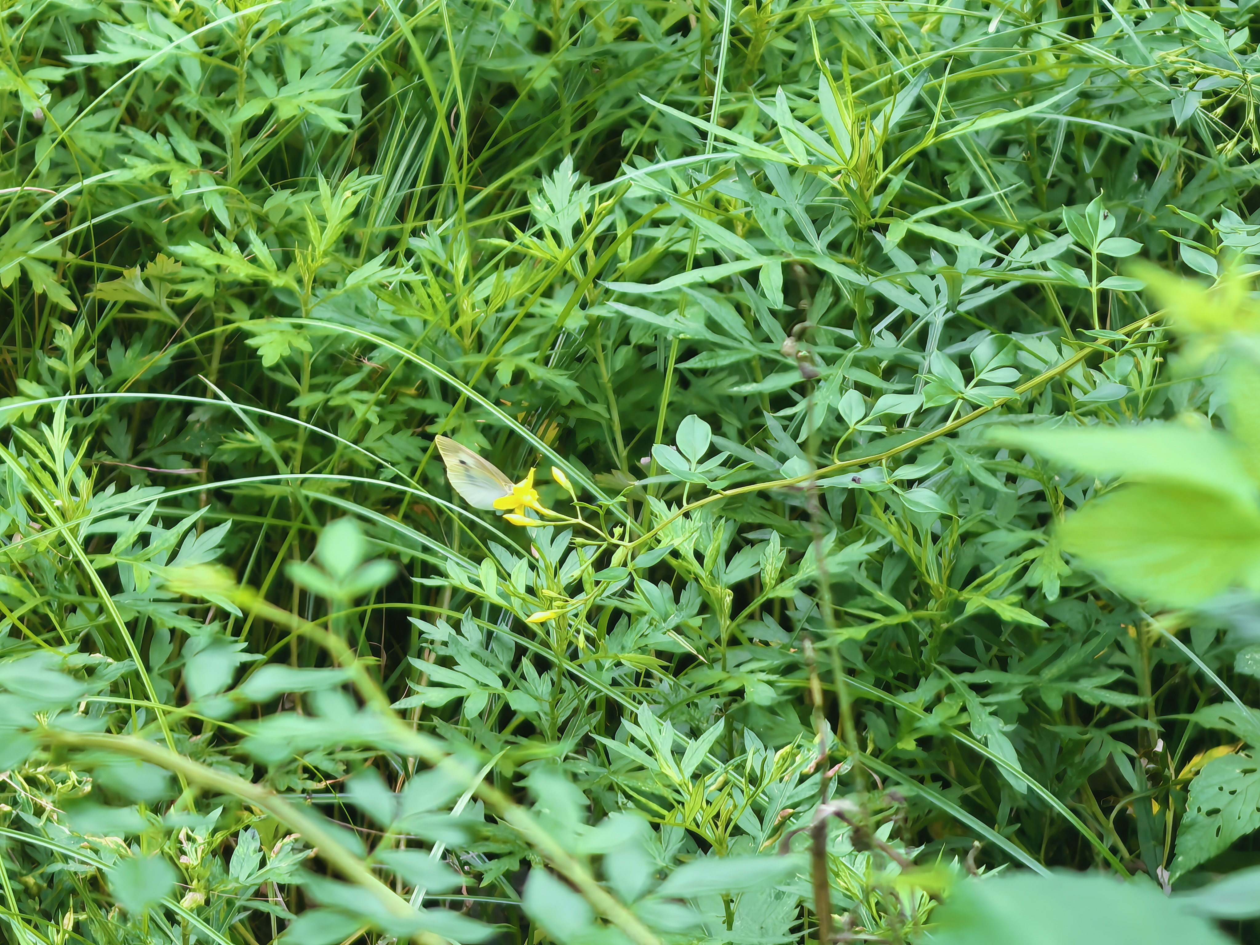 菜粉蝶