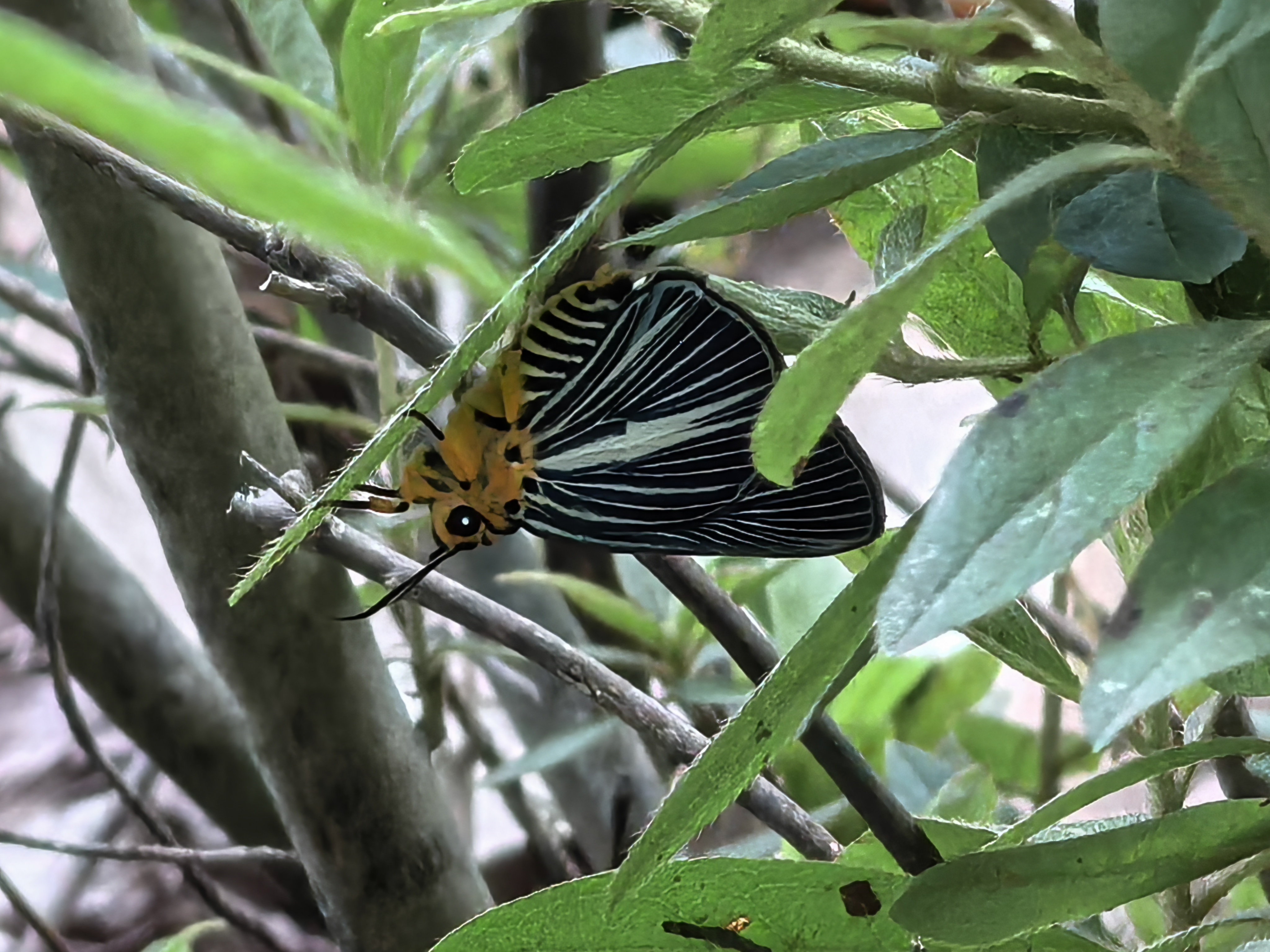 白暮弄蝶