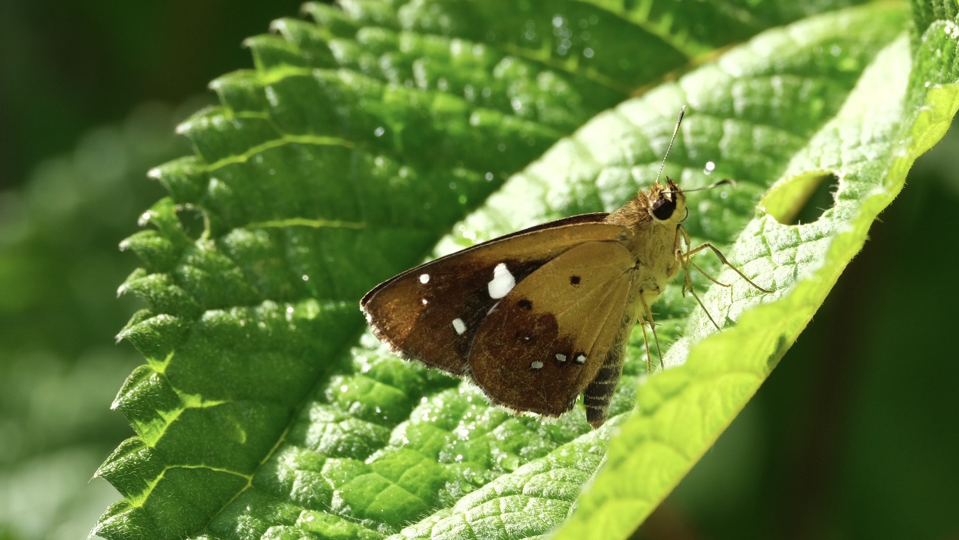 长须弄蝶