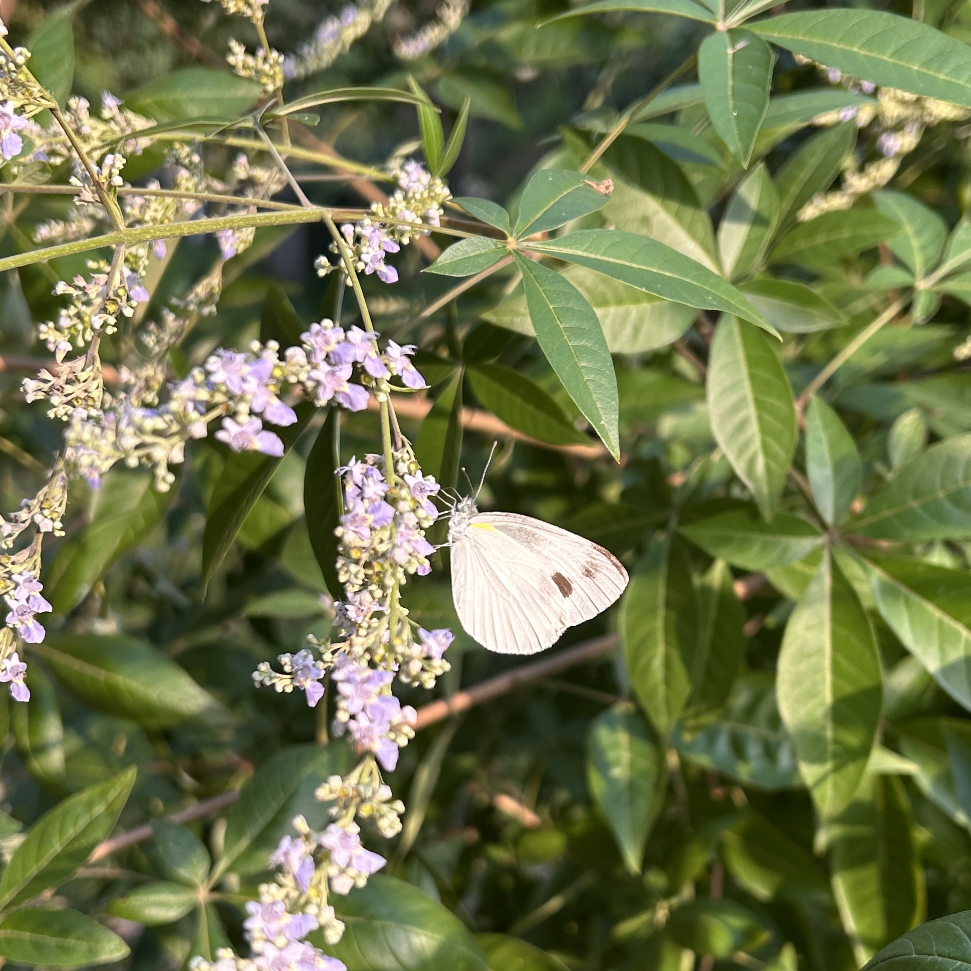 东方菜粉蝶