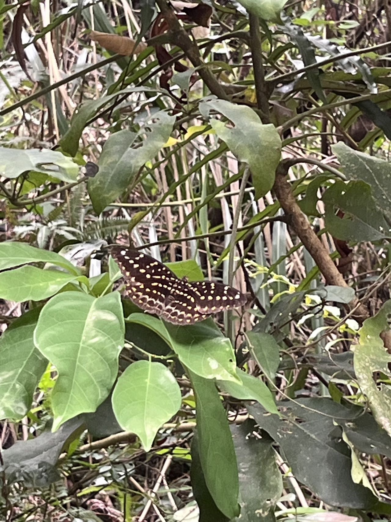 小豹律蛱蝶