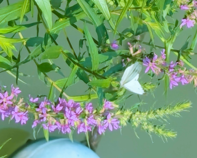 东方菜粉蝶