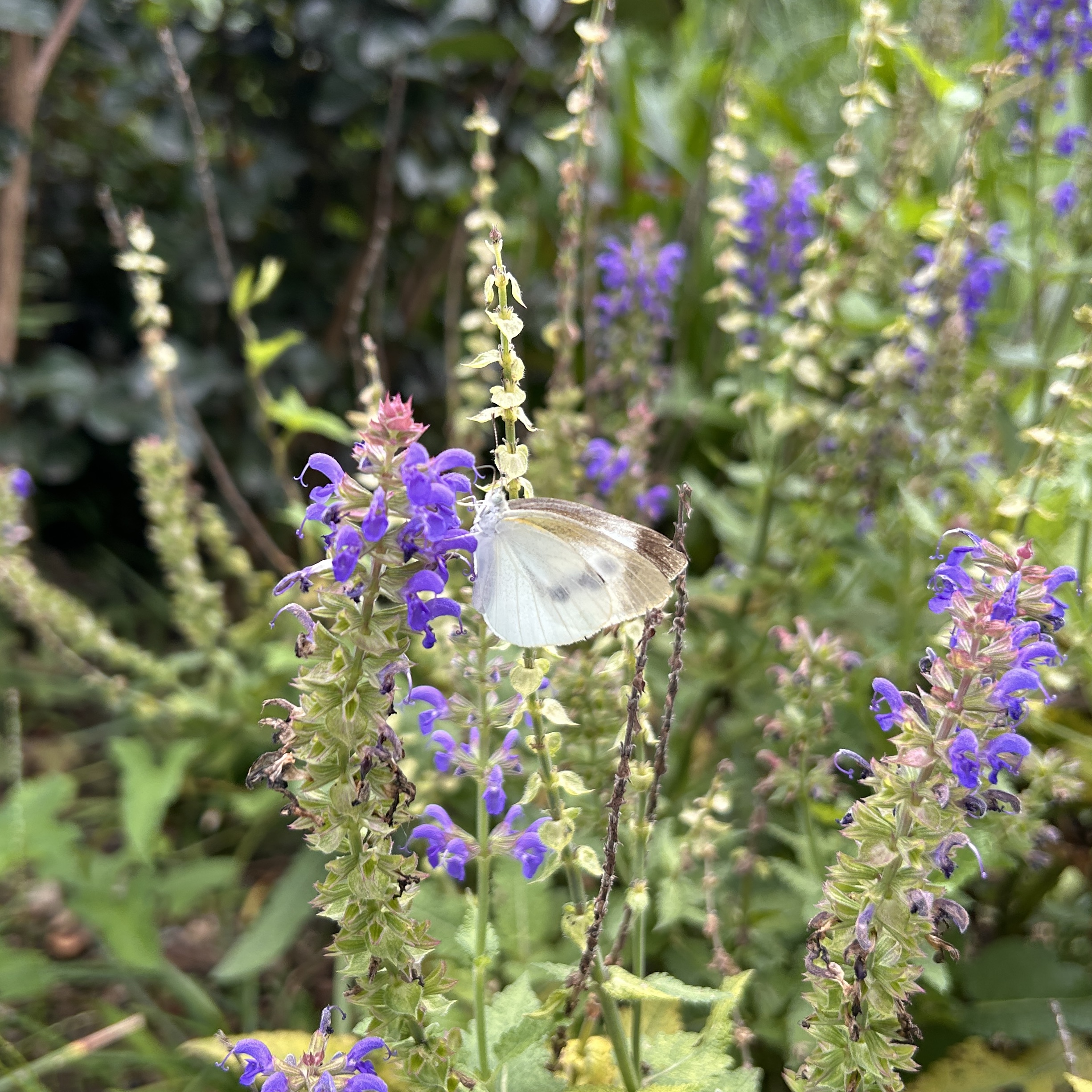 菜粉蝶