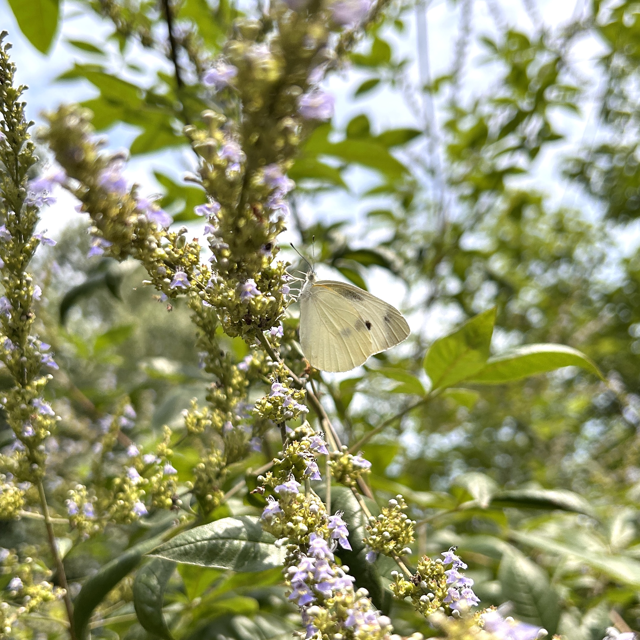 菜粉蝶