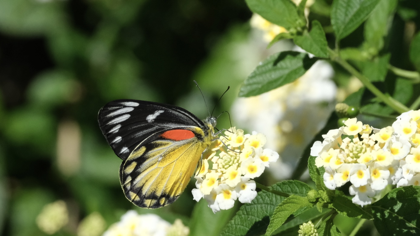 红肩斑粉蝶