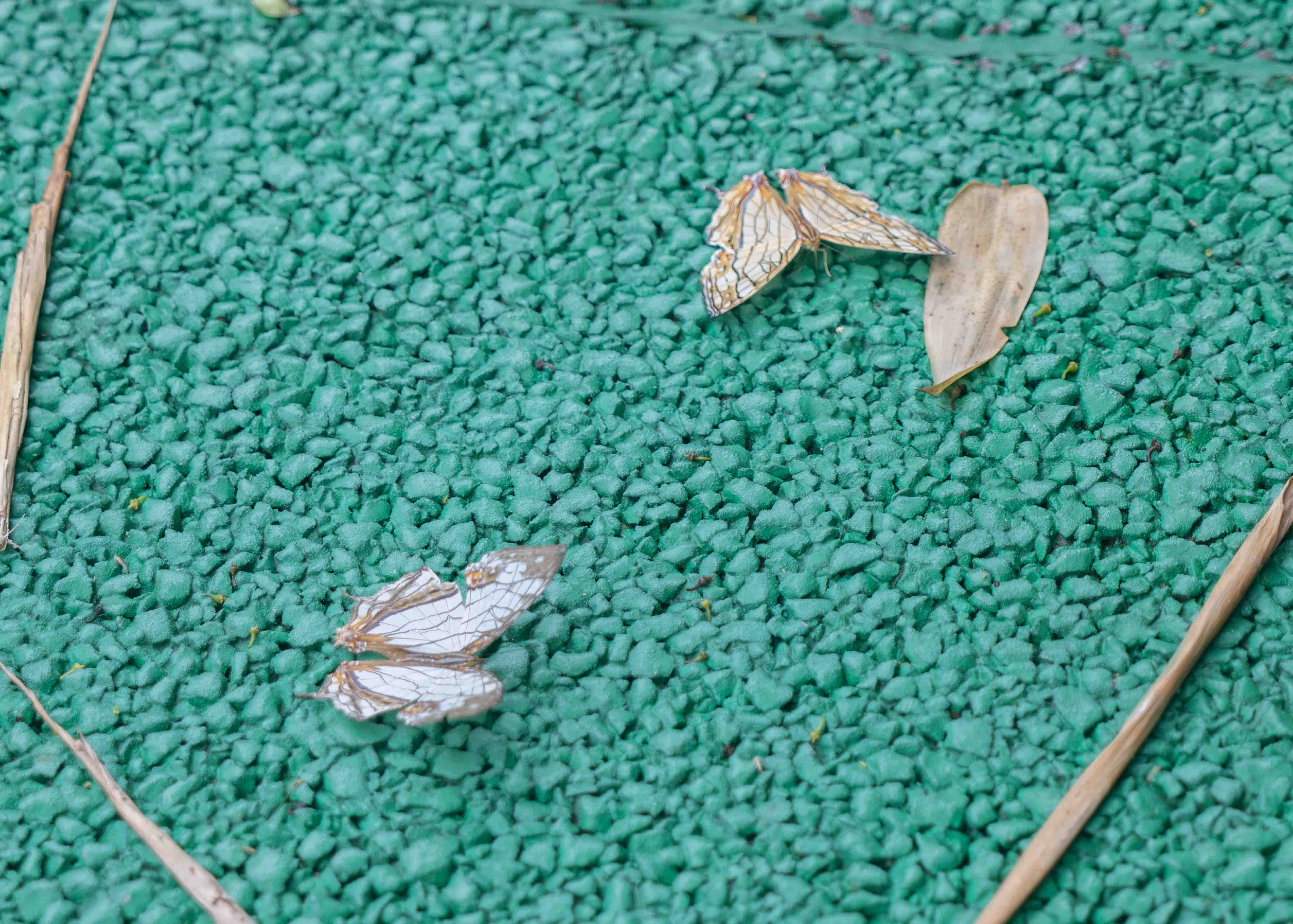 网丝蛱蝶