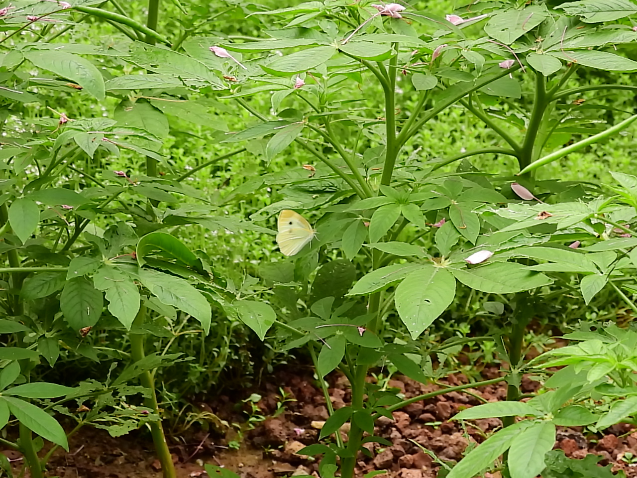 菜粉蝶