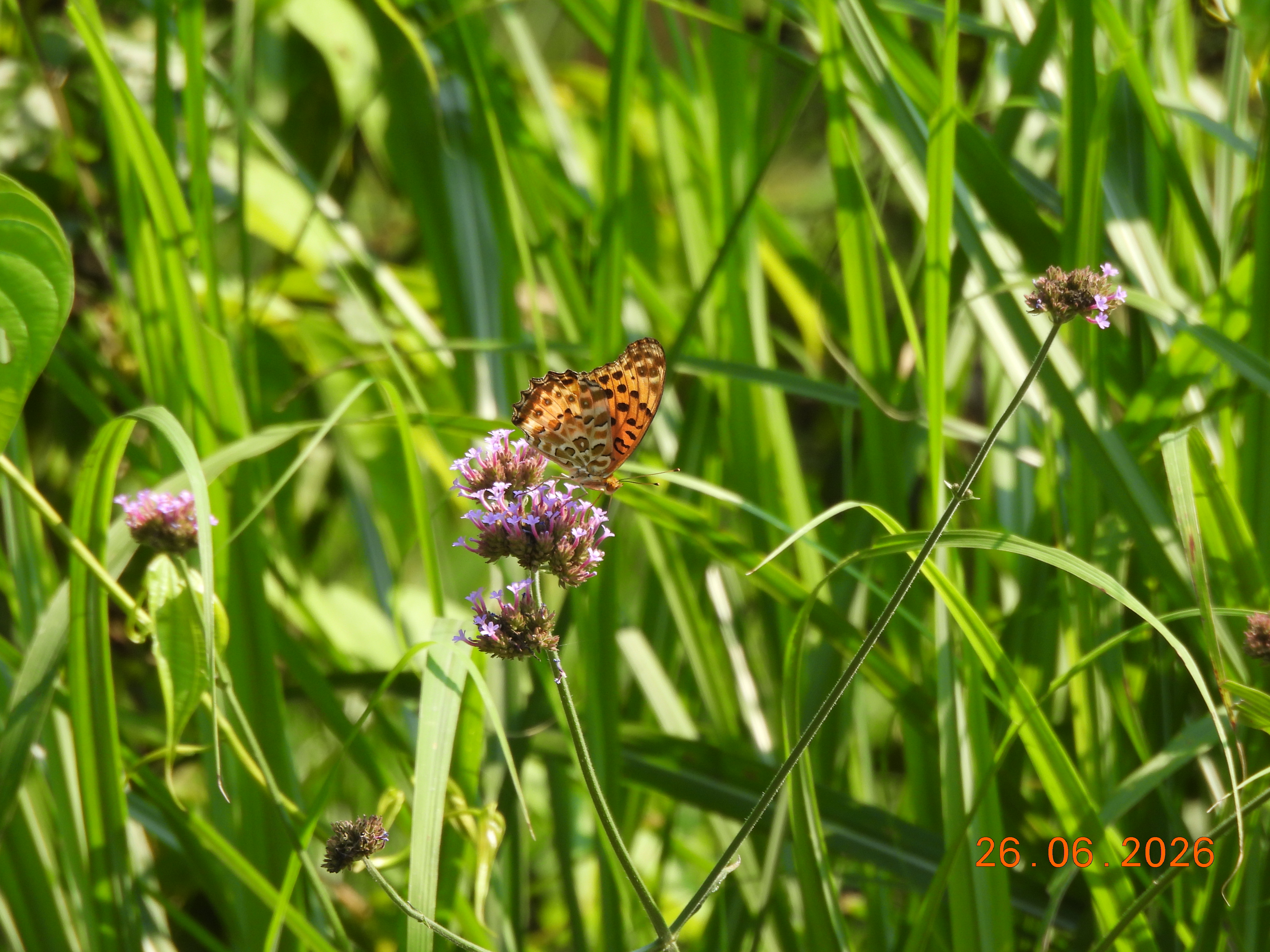 斐豹蛱蝶