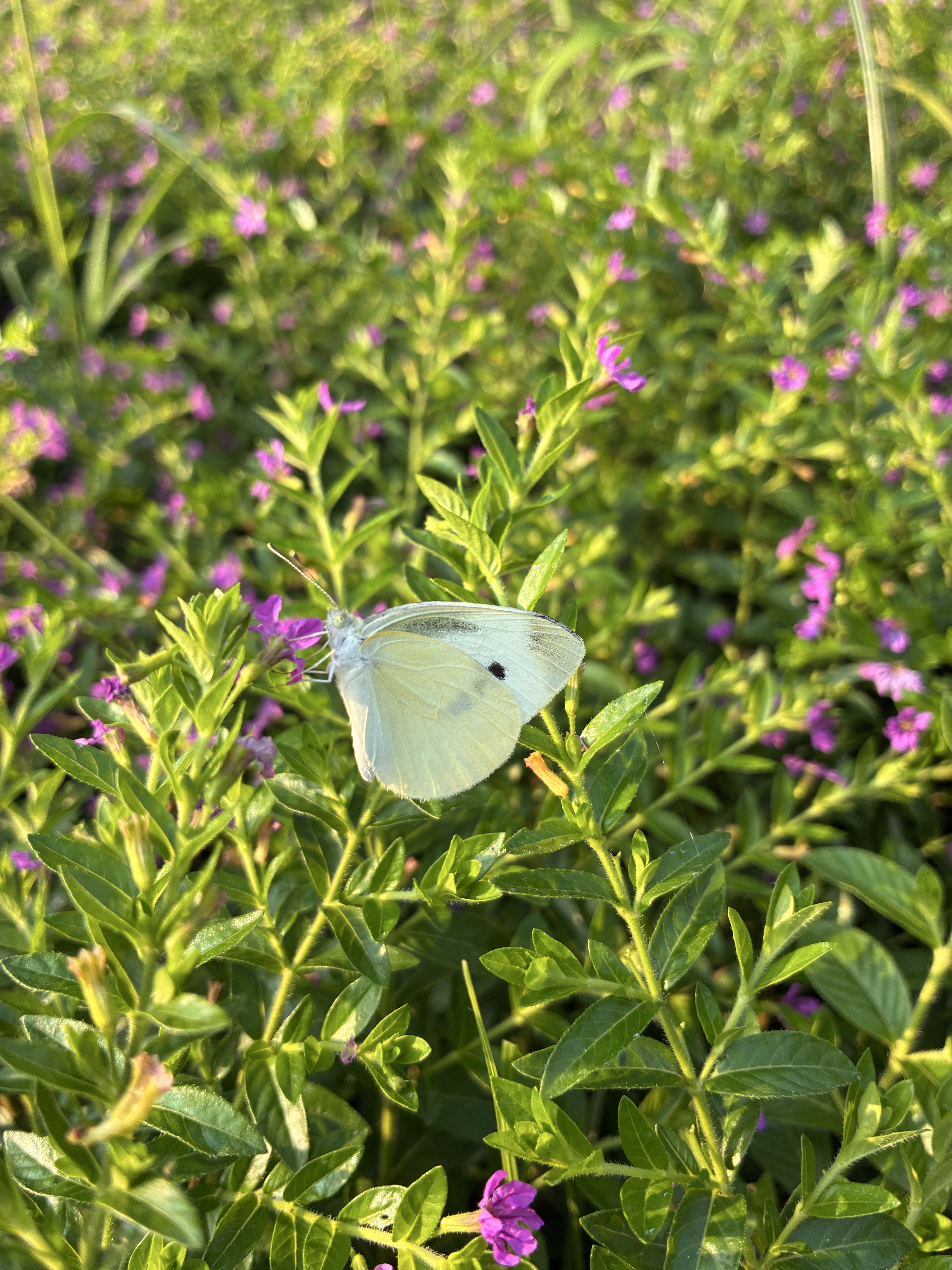 菜粉蝶