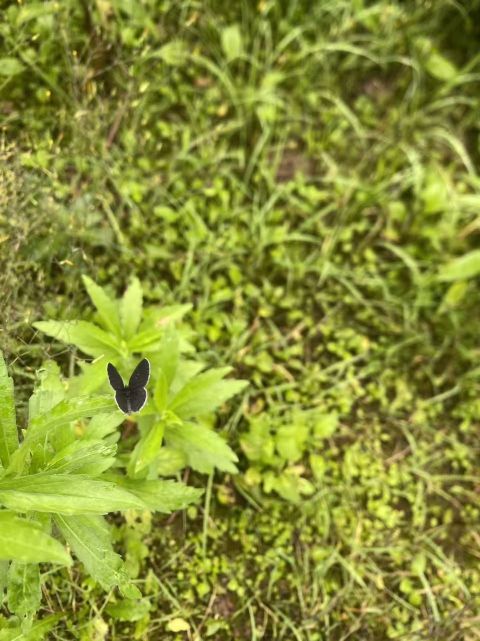 点玄灰蝶