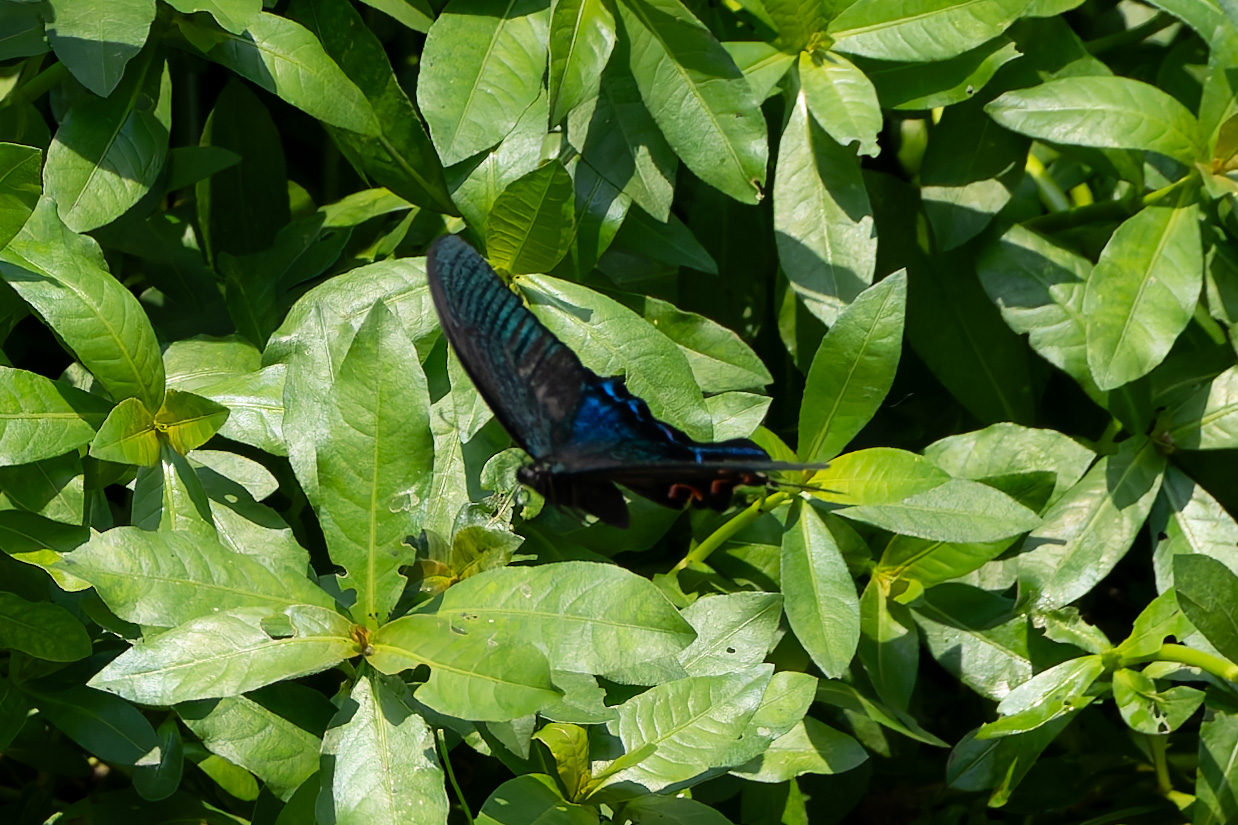 绿带翠凤蝶